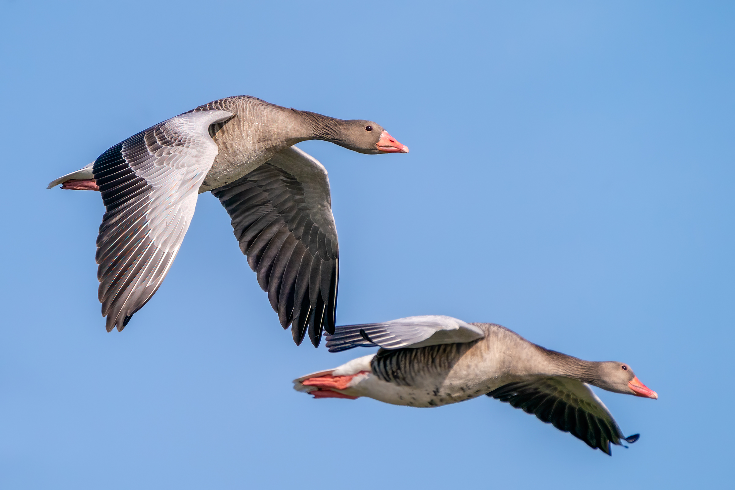 Oche selvatiche in perlustrazione