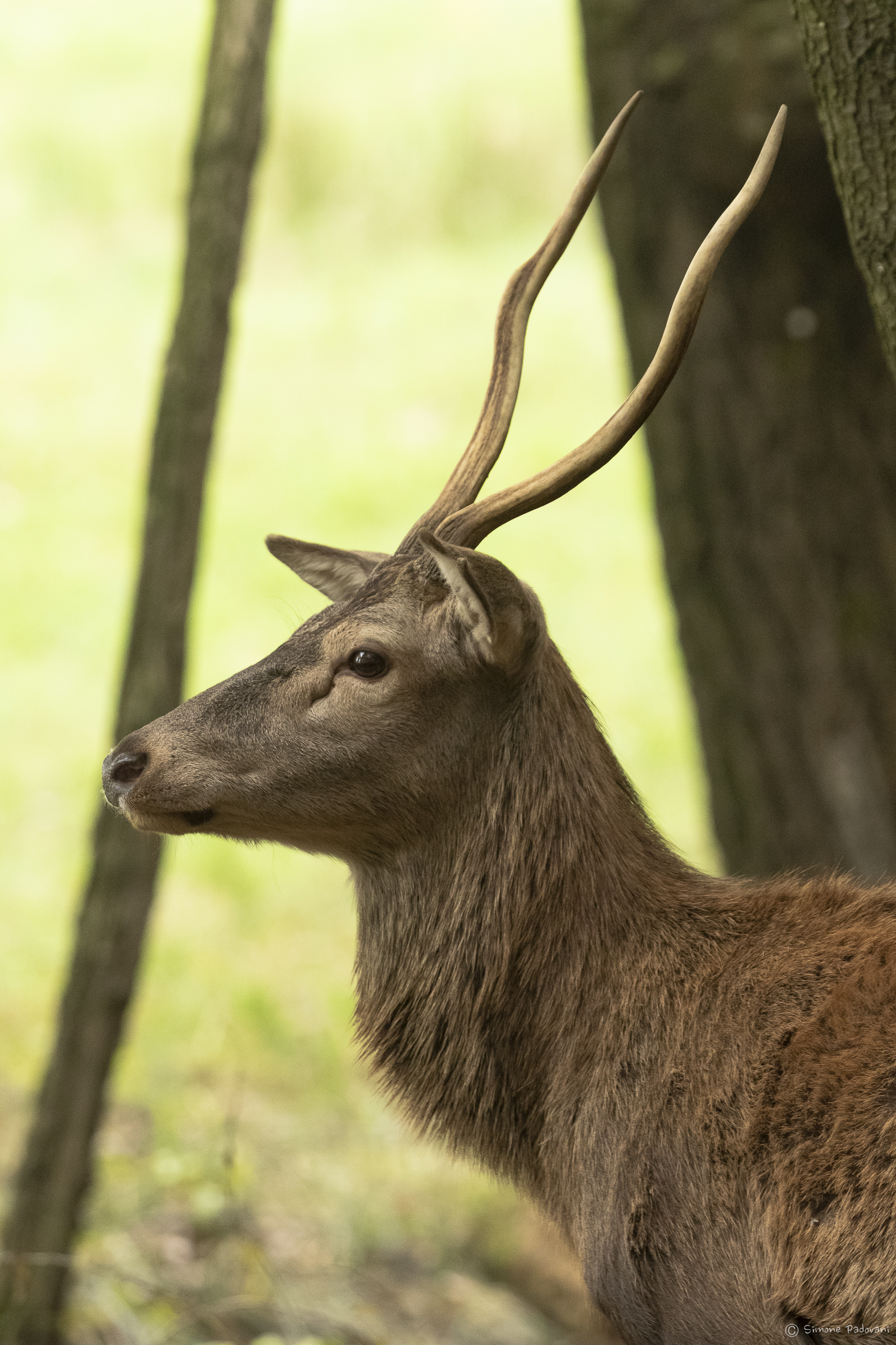 Ritratto al Bosco Mesola