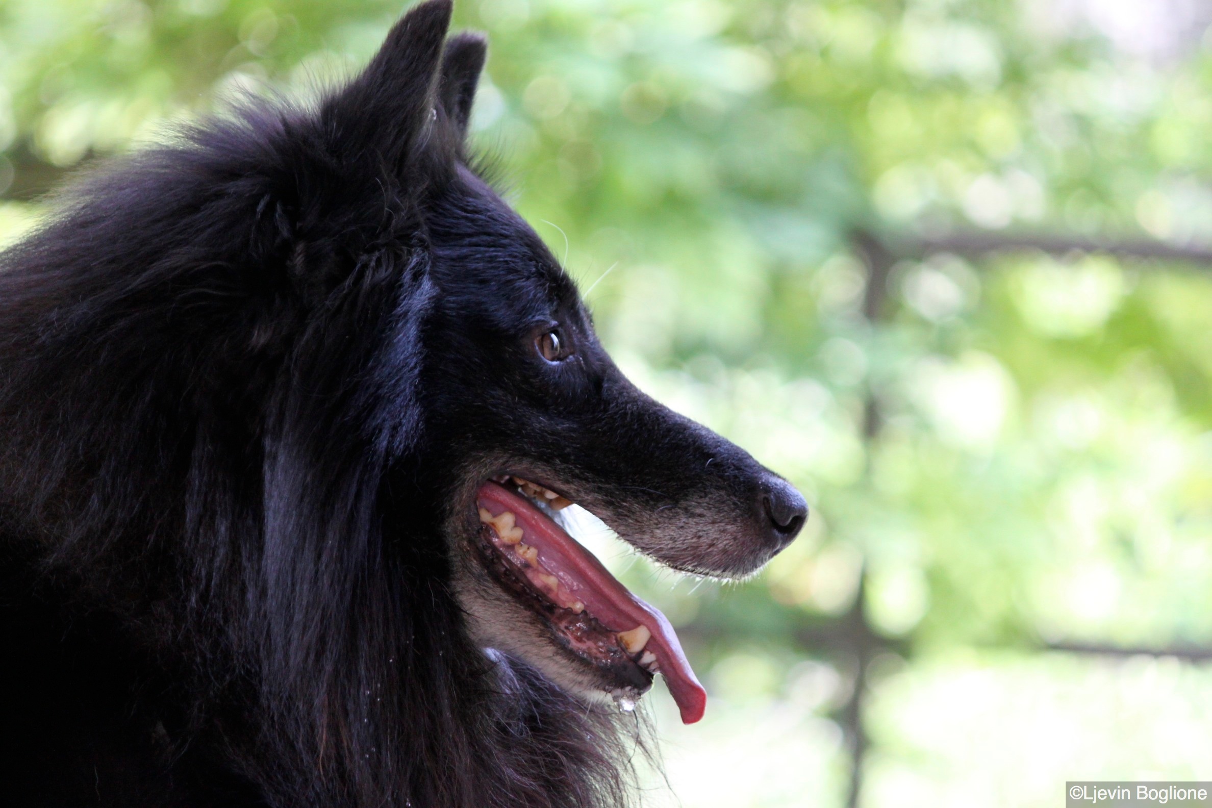 Pastore belga di guardia