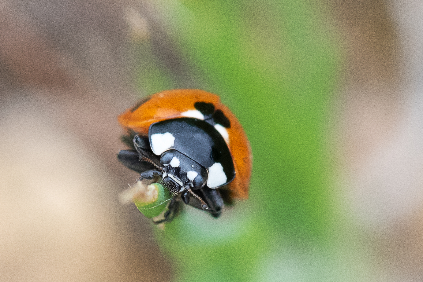 Coccinella