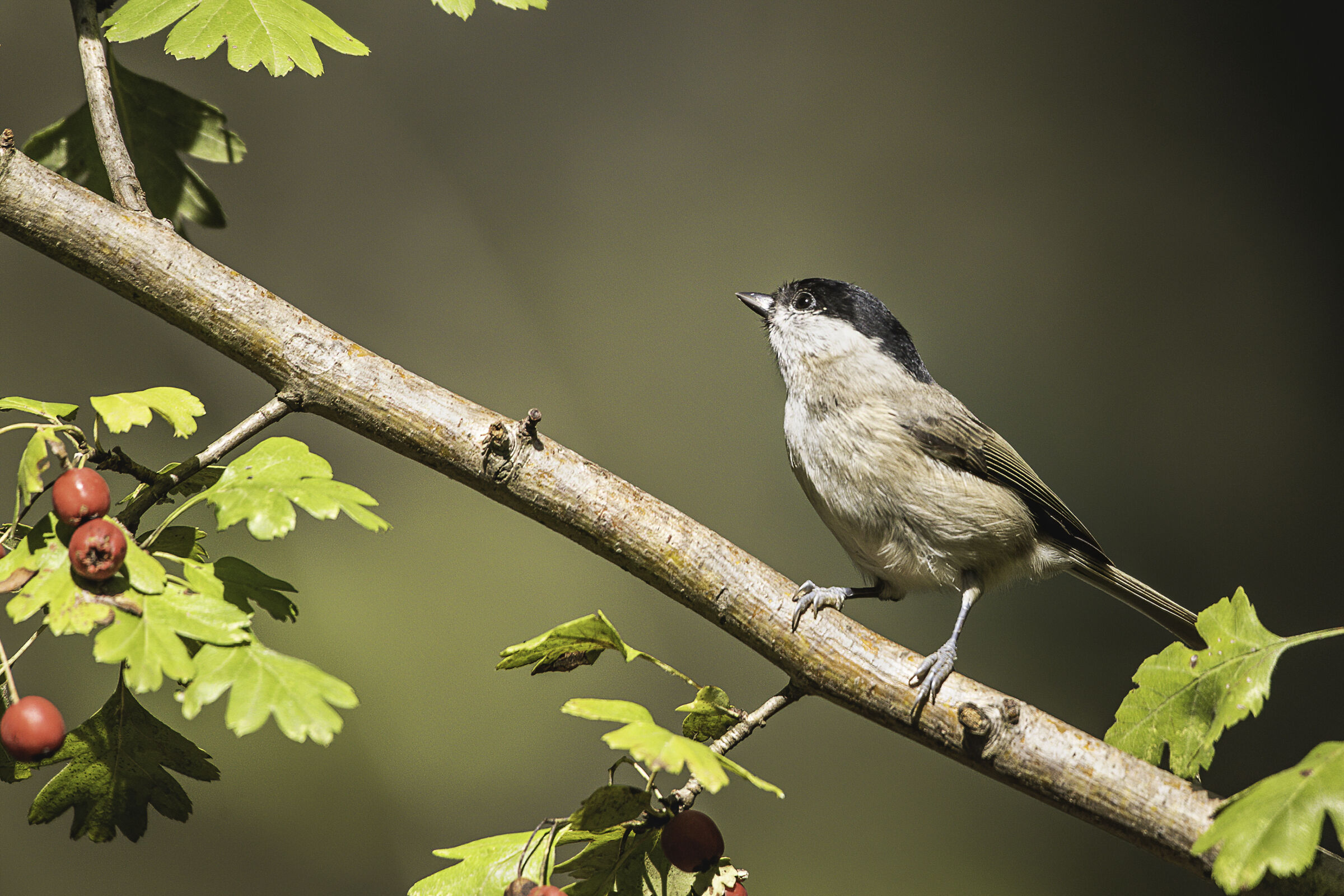 La "bigia" e le bacche