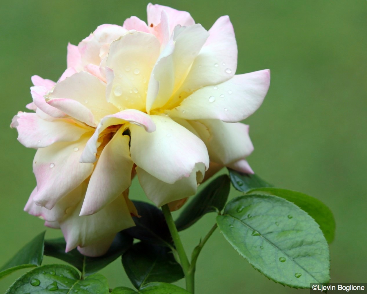 Rosa dopo la pioggia