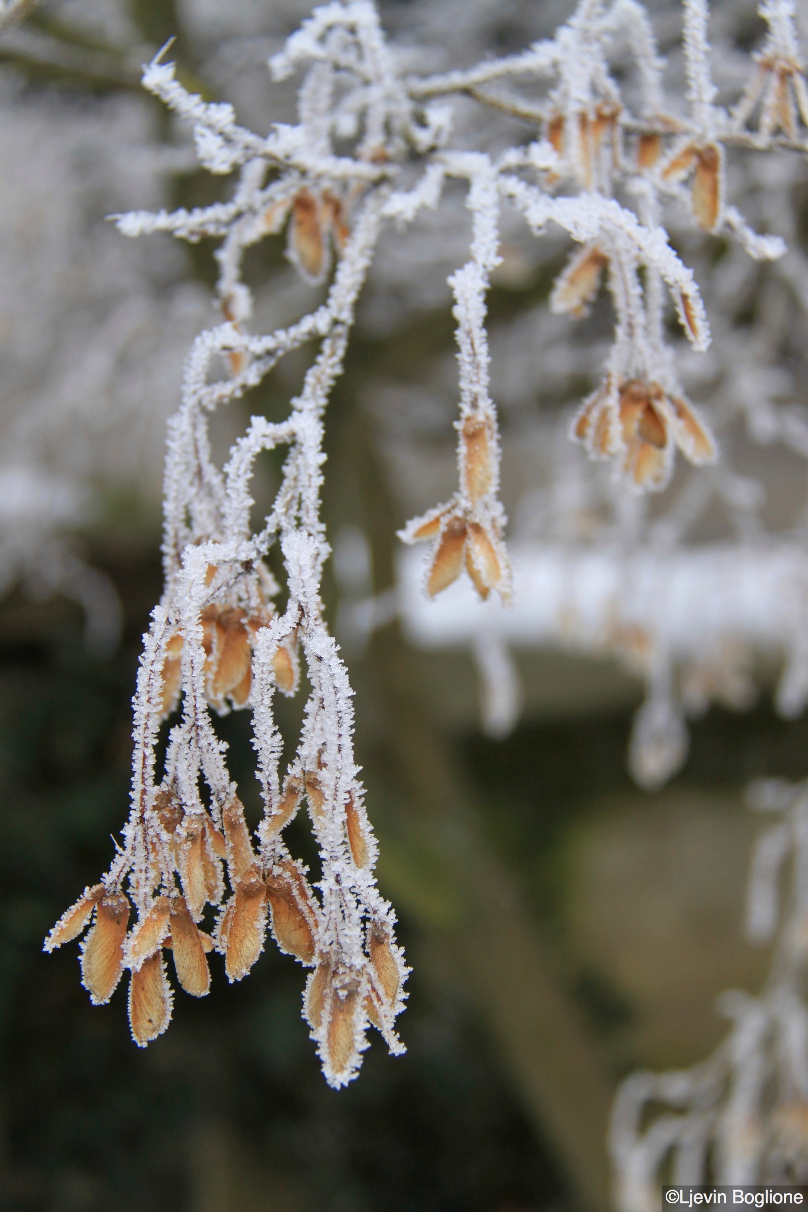 Una mattina d'inverno