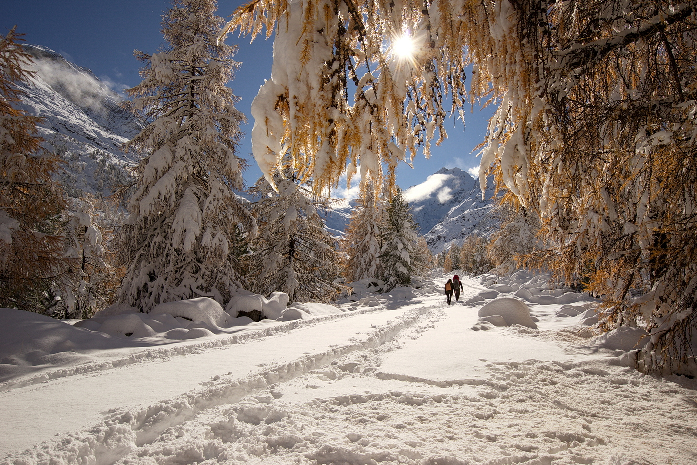 Tra i larici imbiancati