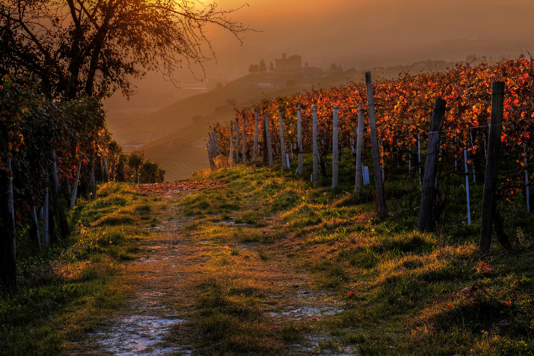 the castle among the vineyards