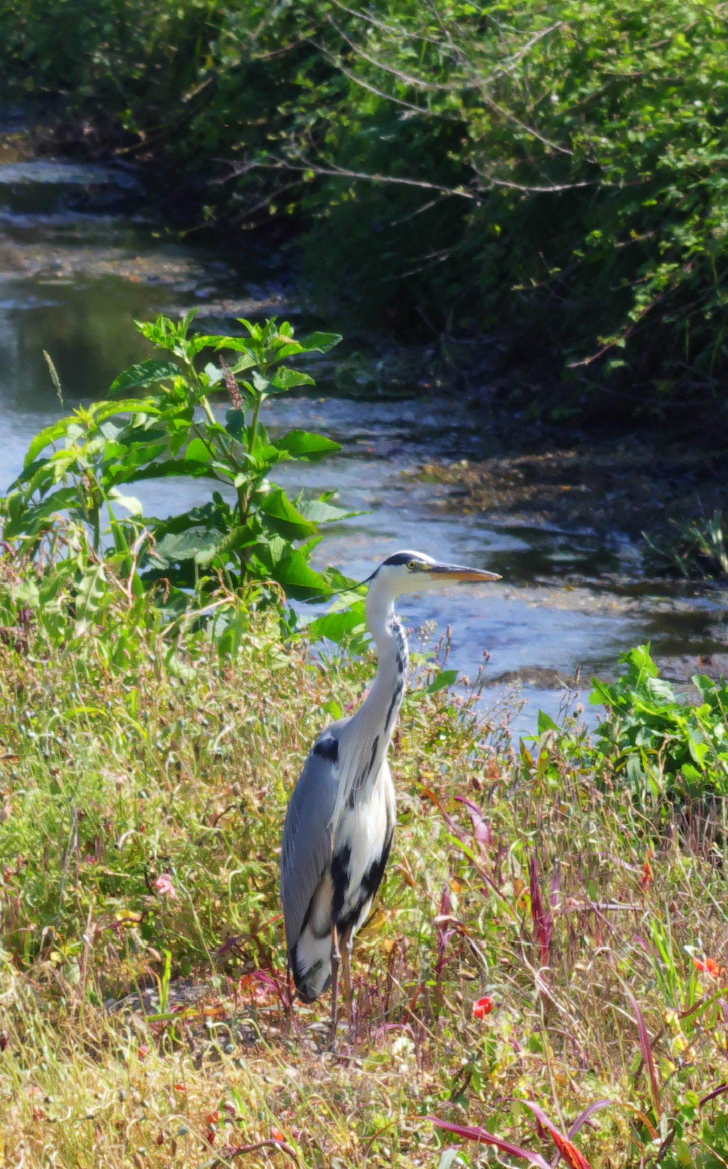 Heron