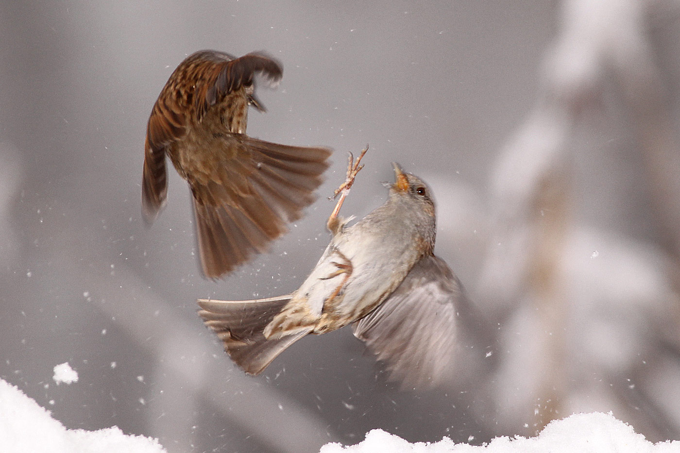 sparrow and scopaiola