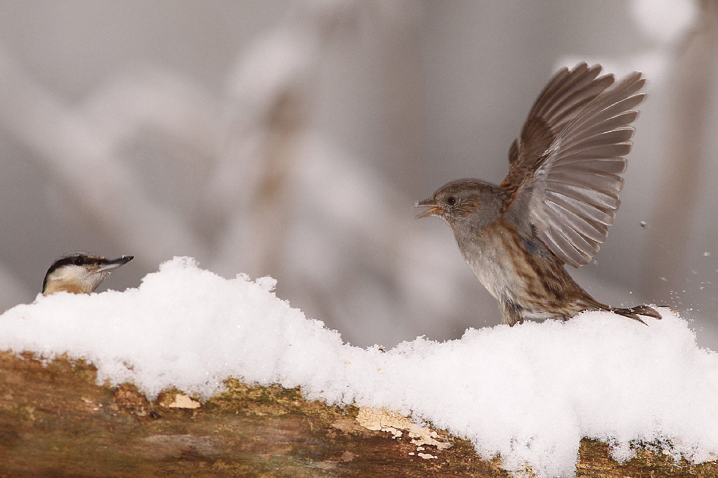 scopaiola and pigeon mason