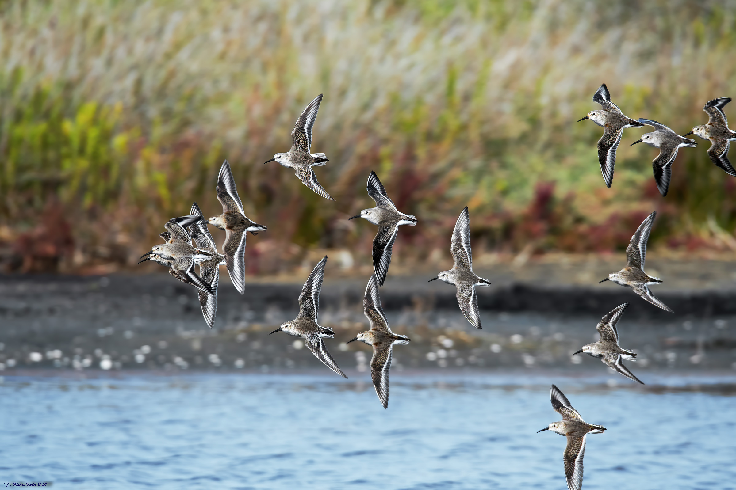 Black-bellied Rain (alpine calidris)