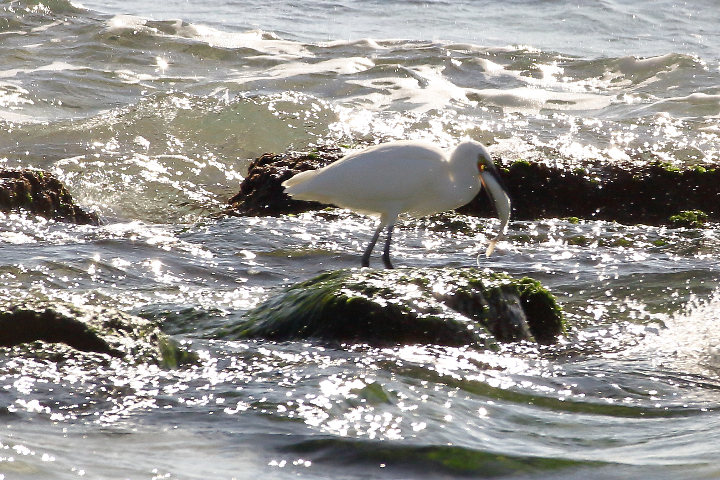 Airone Bianco Maggiore a pesca!