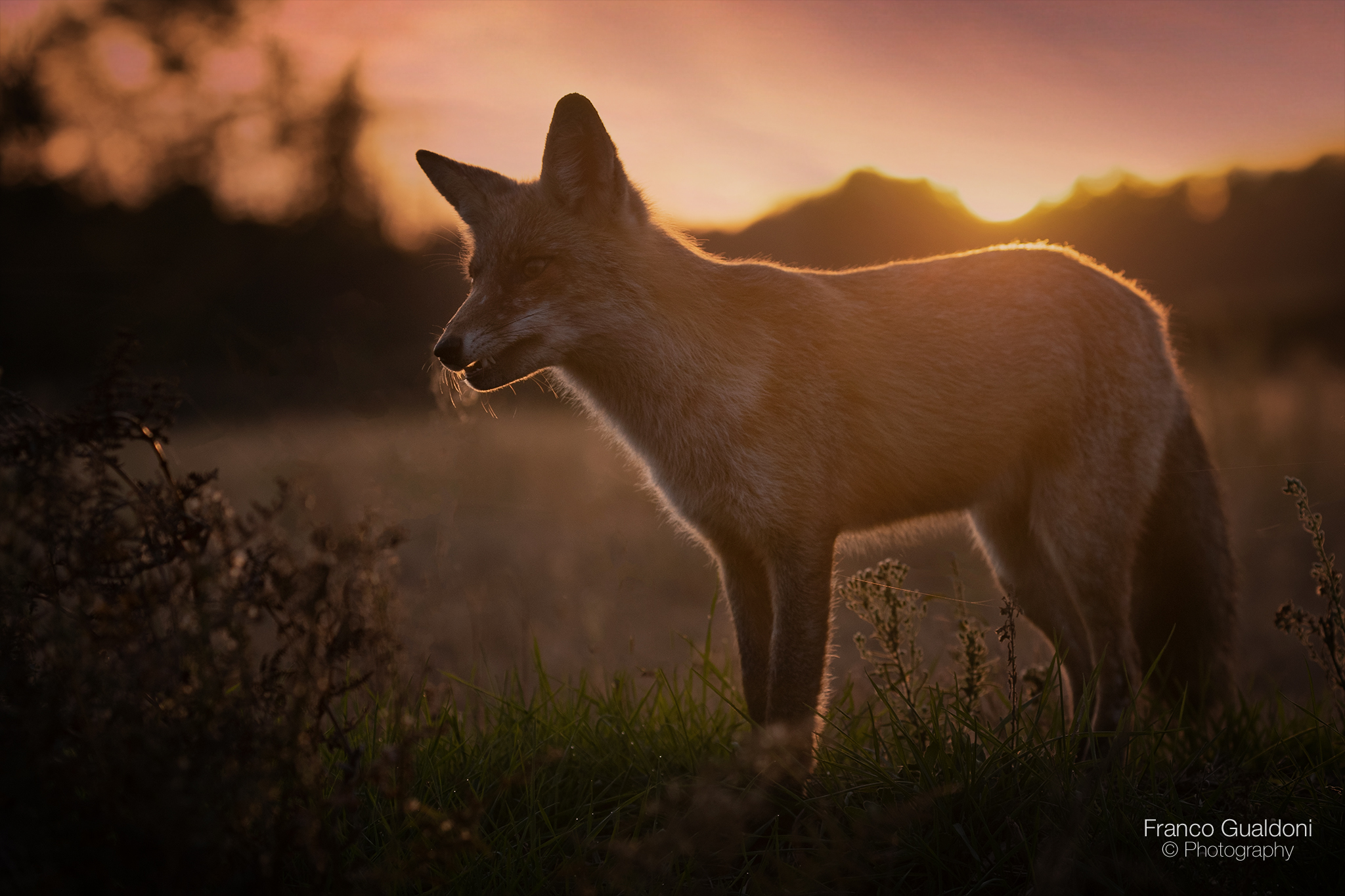 Volpe al tramonto