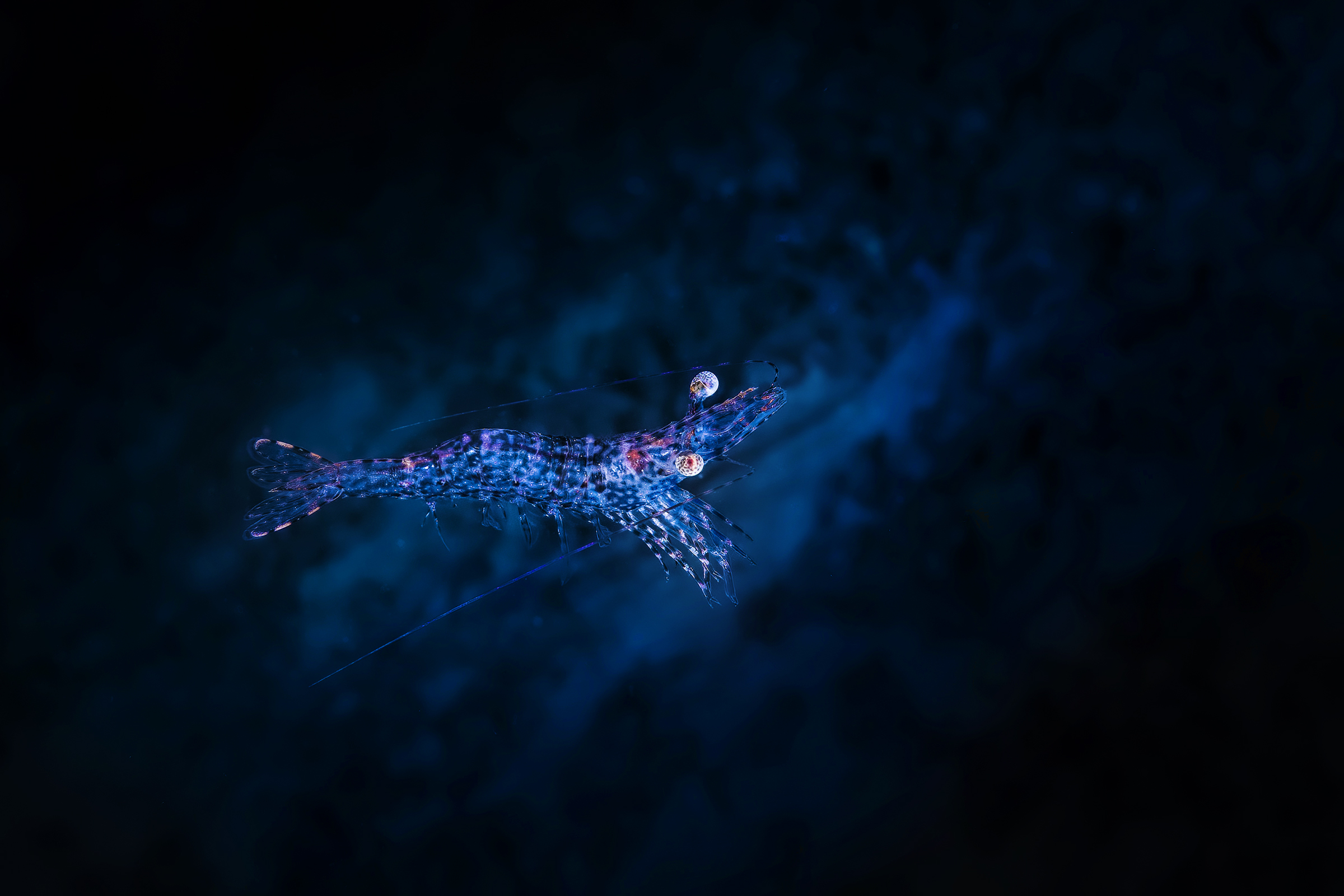 mazzancolla - Wikipedia