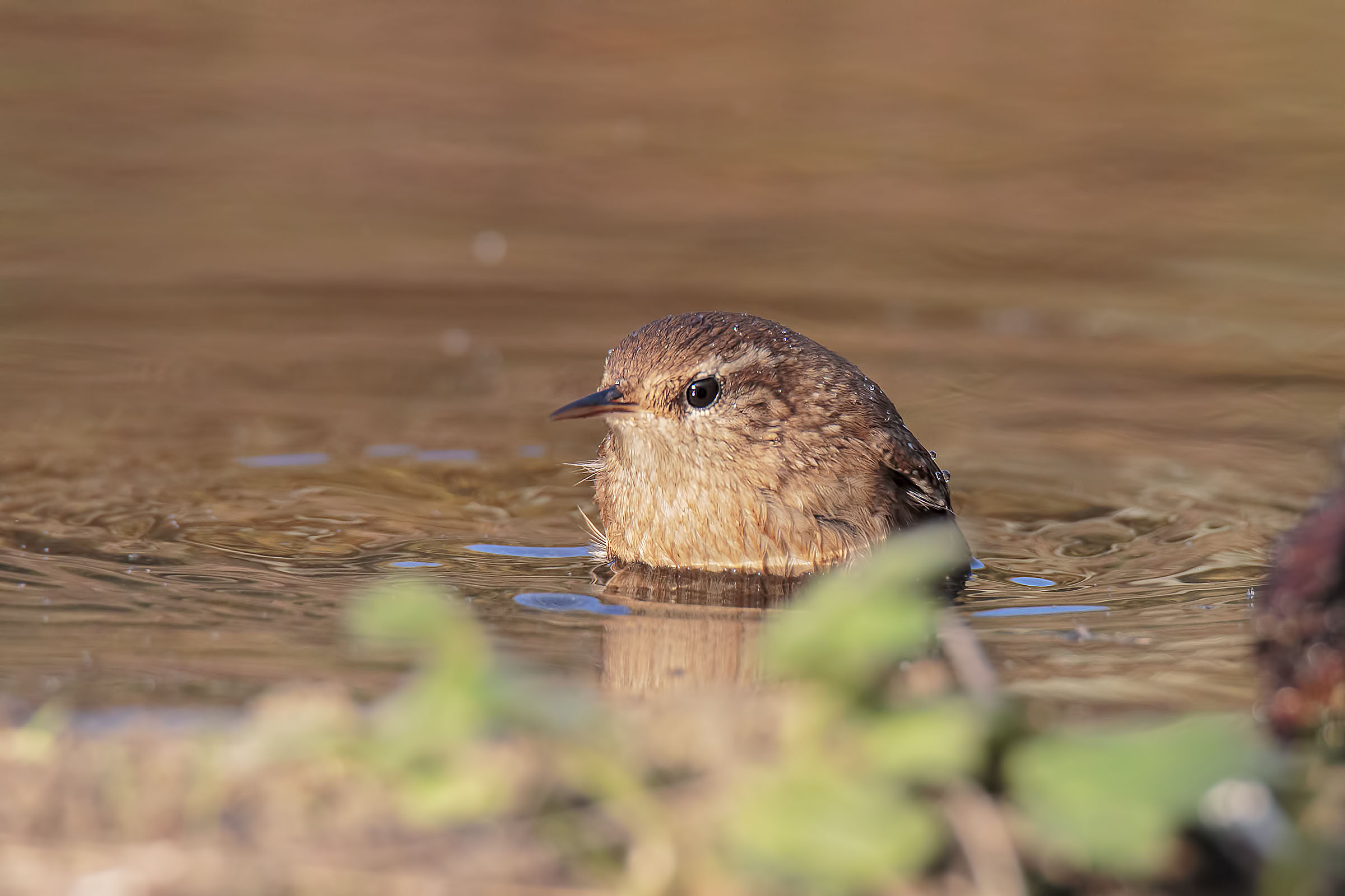 Il bagnetto dello scricciolo