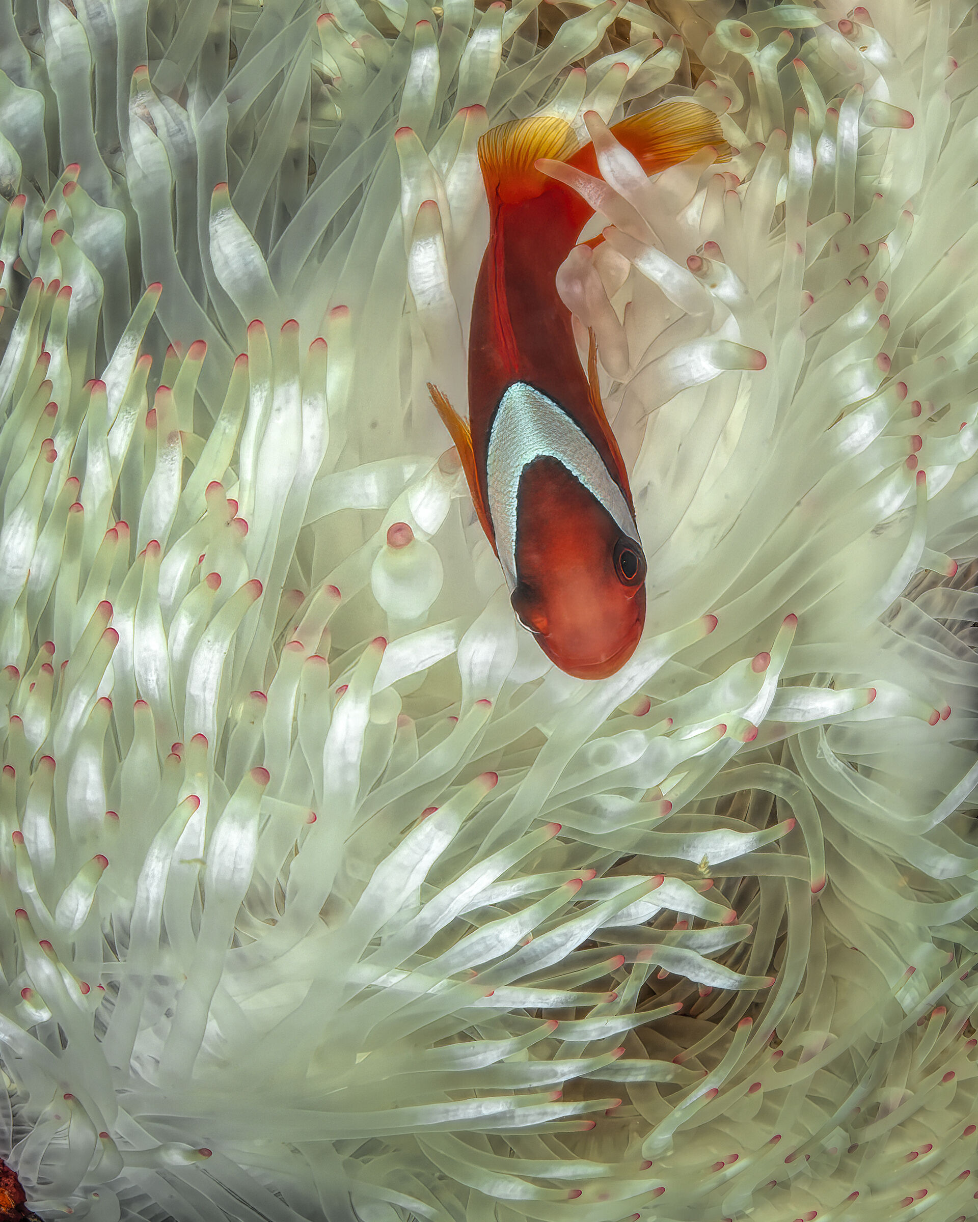 nemo