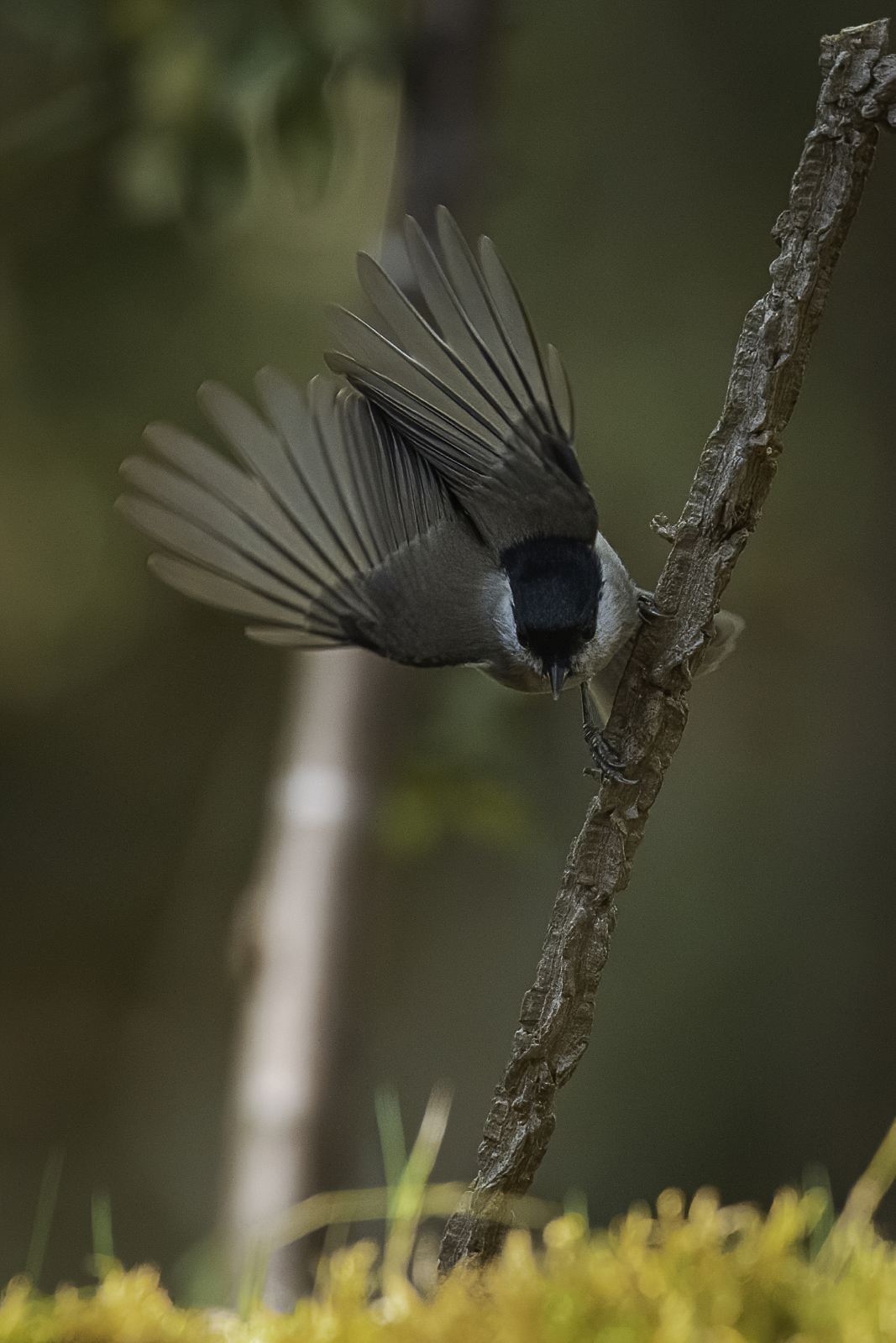 vengo a prenderti...disse la bigia al semino