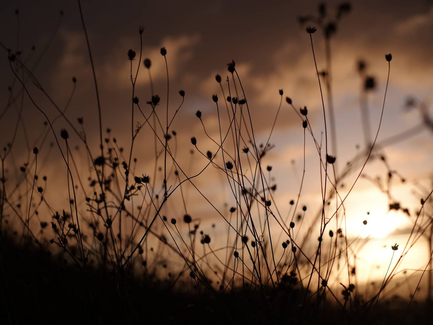 docile fibers of the universe