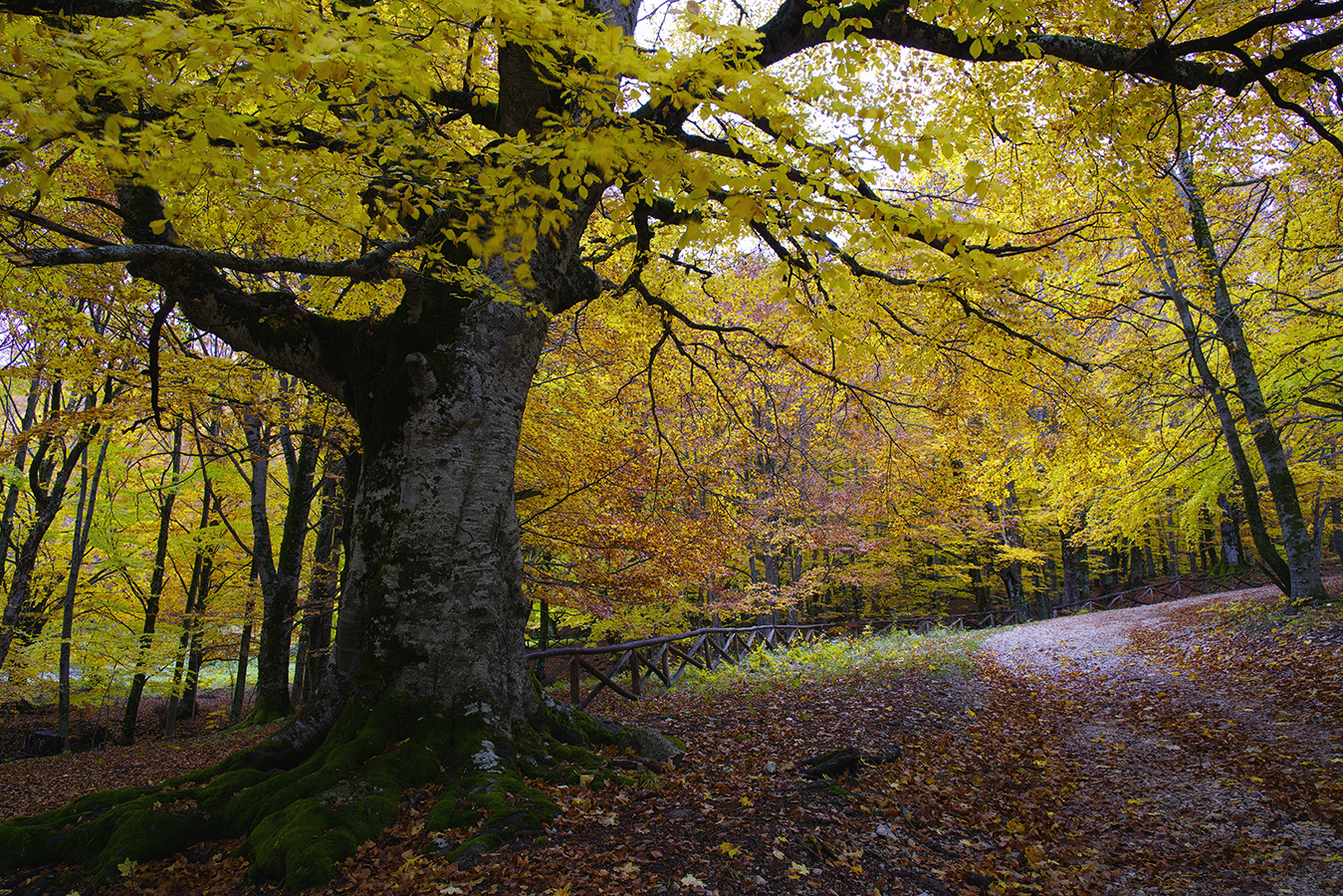 Direzione rif. Fioretti
