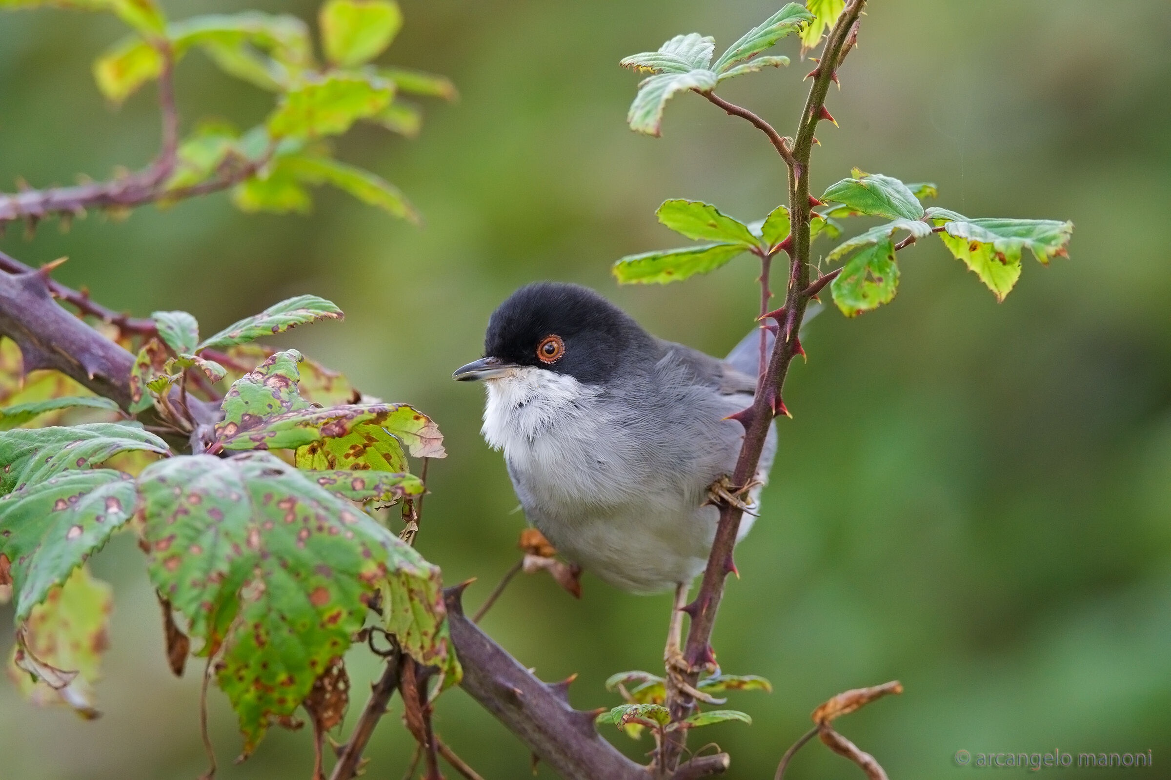 Occhiocotto overlooking a bramble