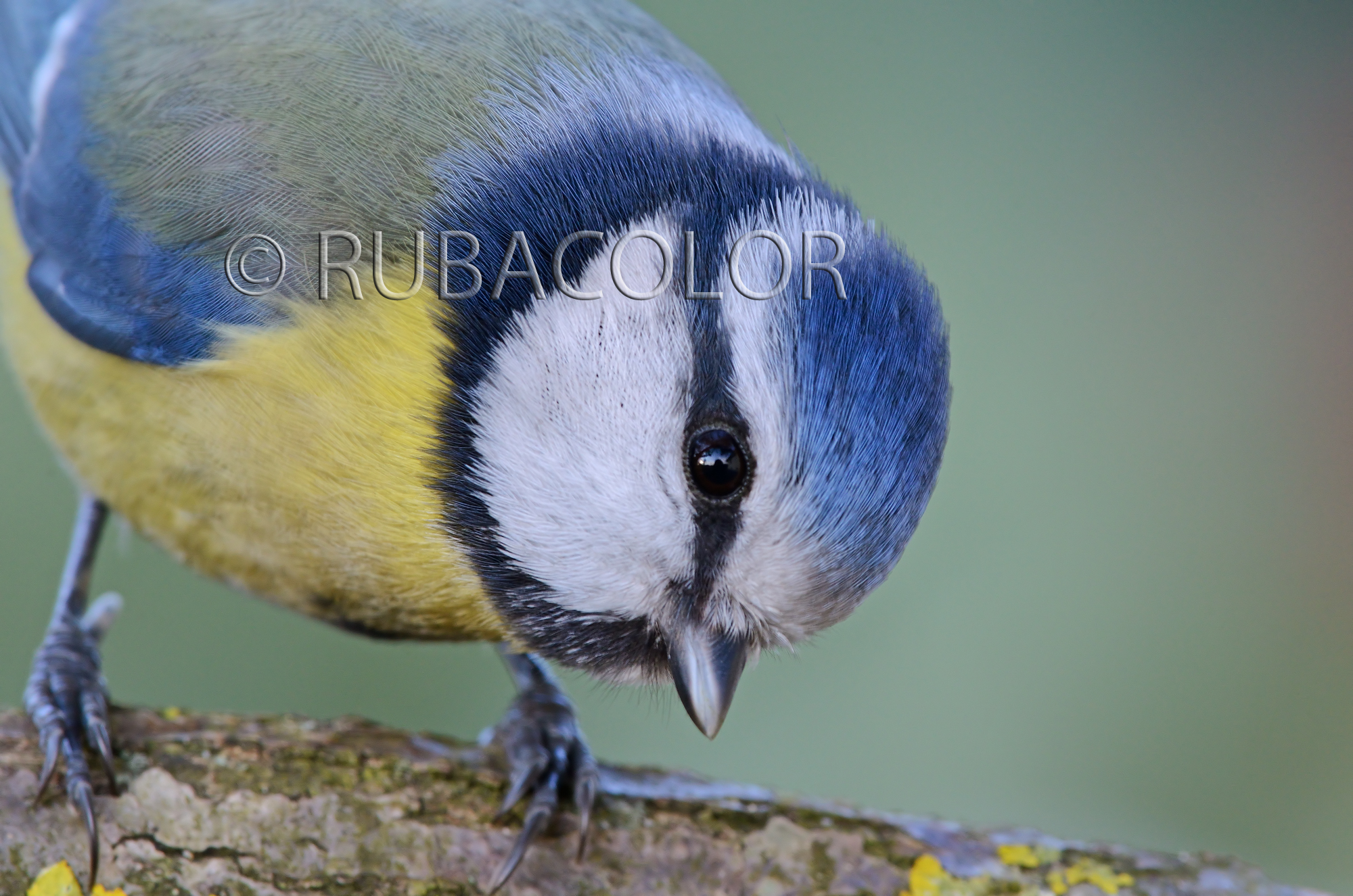 Un venticinquesimo per la cinciarella (no crop)