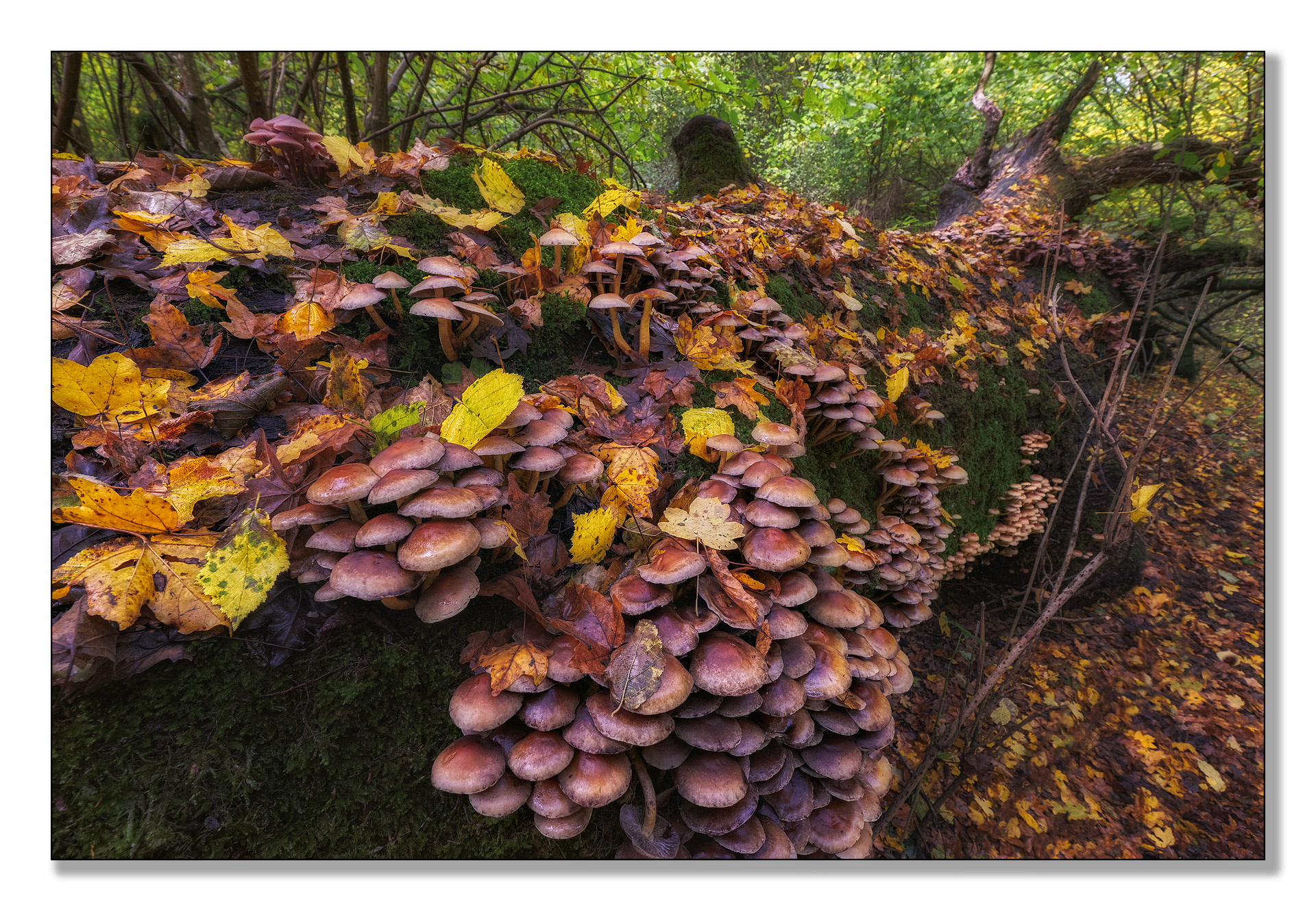 Hypholoma fasciculare