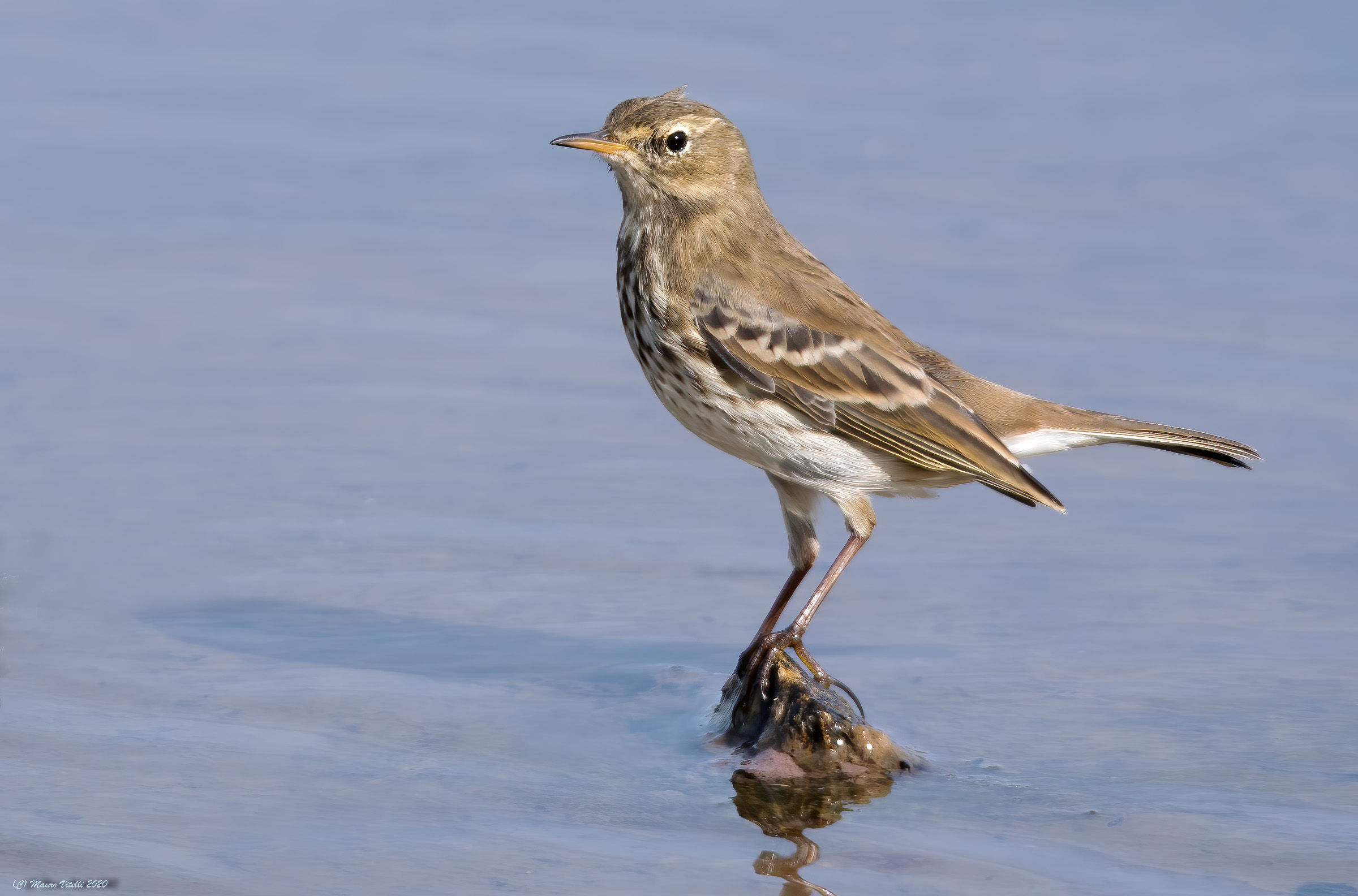 Spioncello (Anthus spinoletta)