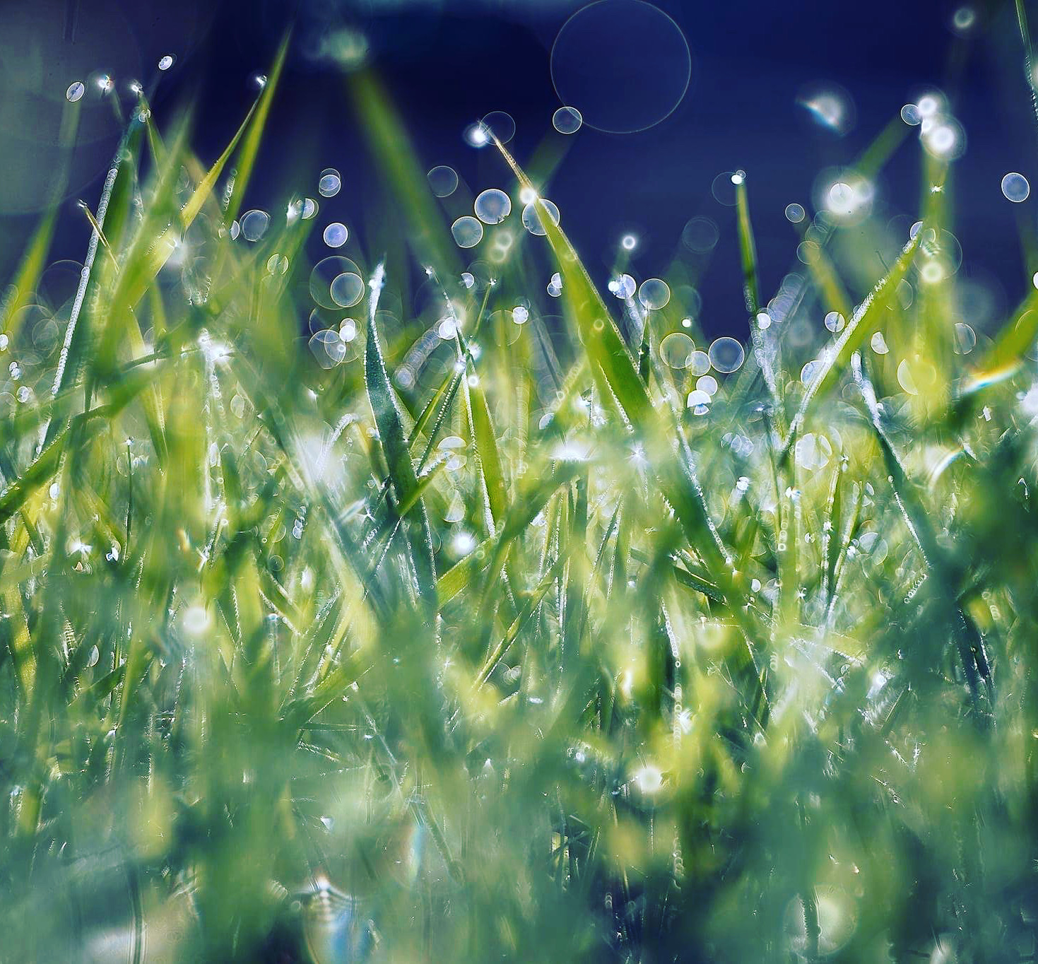 Vintage lens Meyer-Gorlitz Trioplan 100 f/2.8