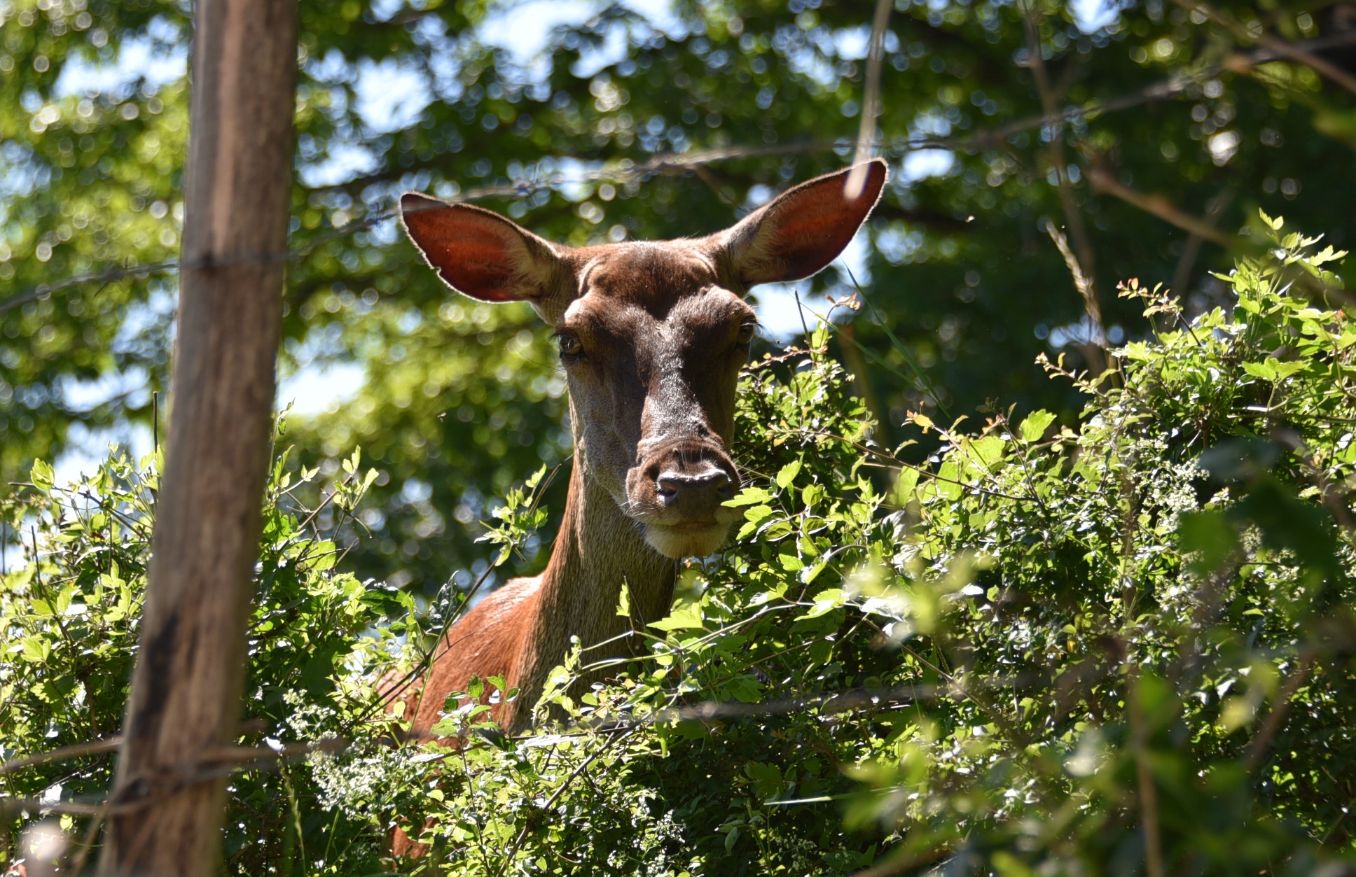 curious deer