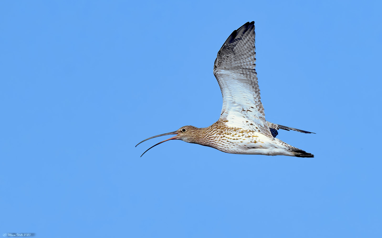 Chiurlo major (Numenius arquata)