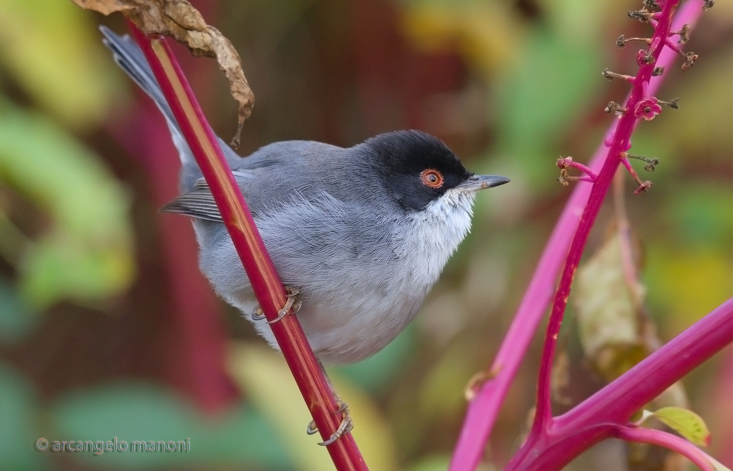 My animated swooping