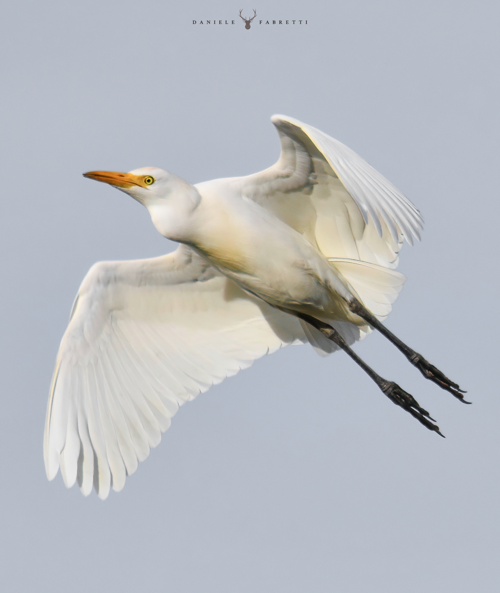 "Airone guardabuoi al tramonto"