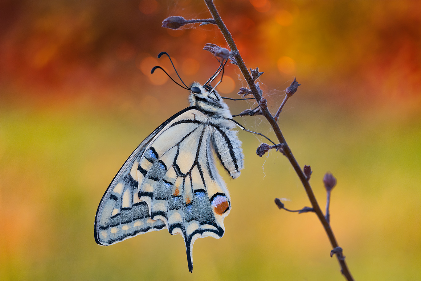 Macro