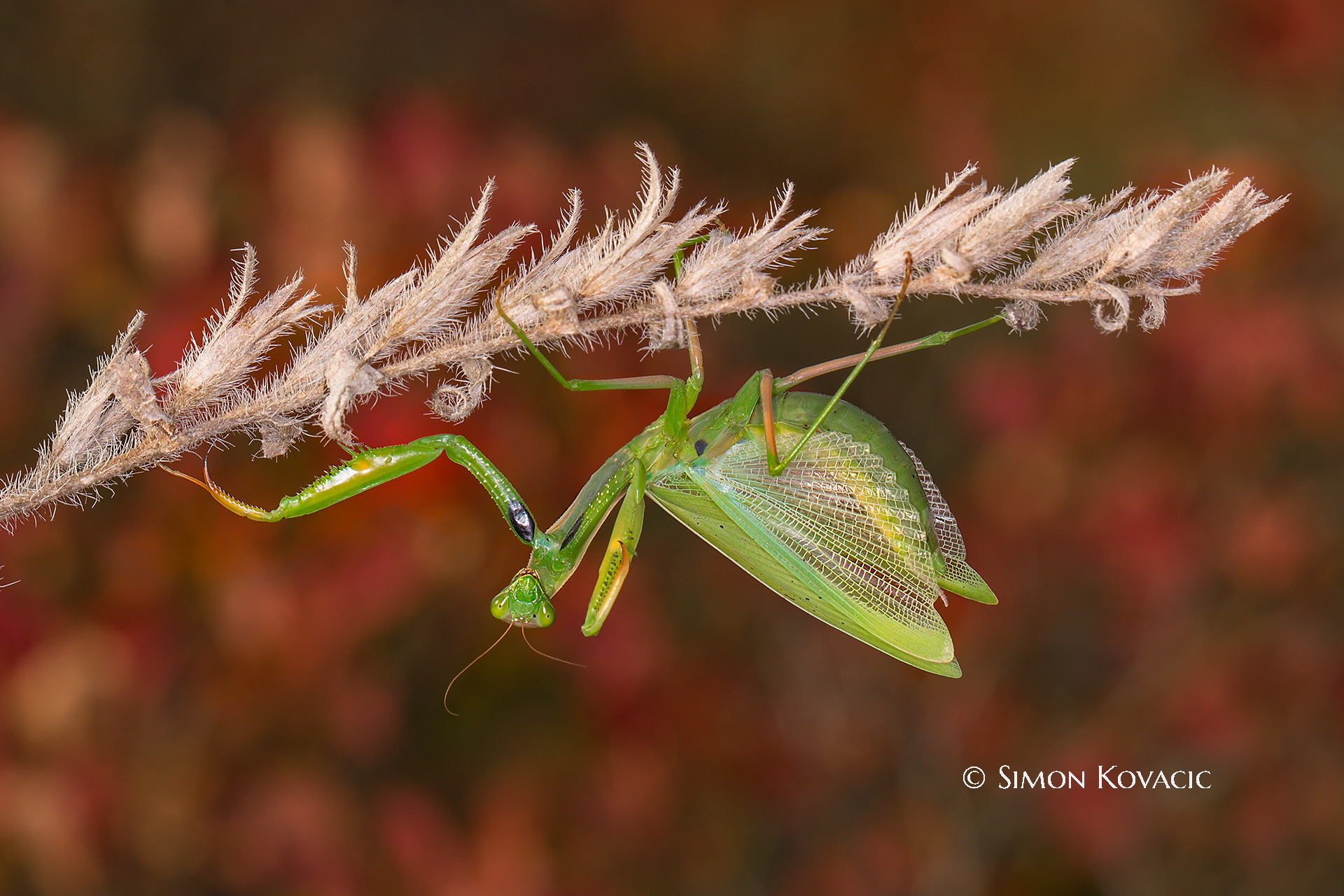 Religious mantis