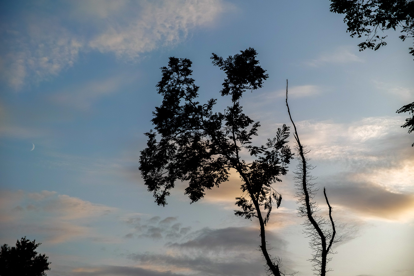 The Moon, the Tree and the Clouds