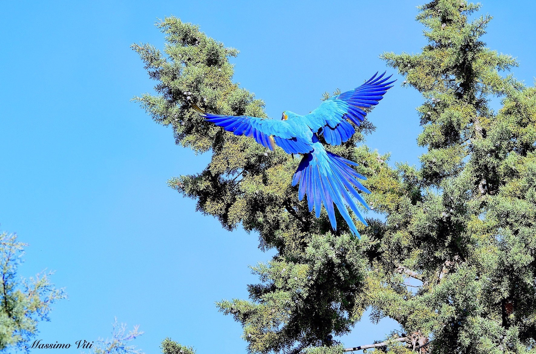 Ara gialloblu ( Ara ararauna )