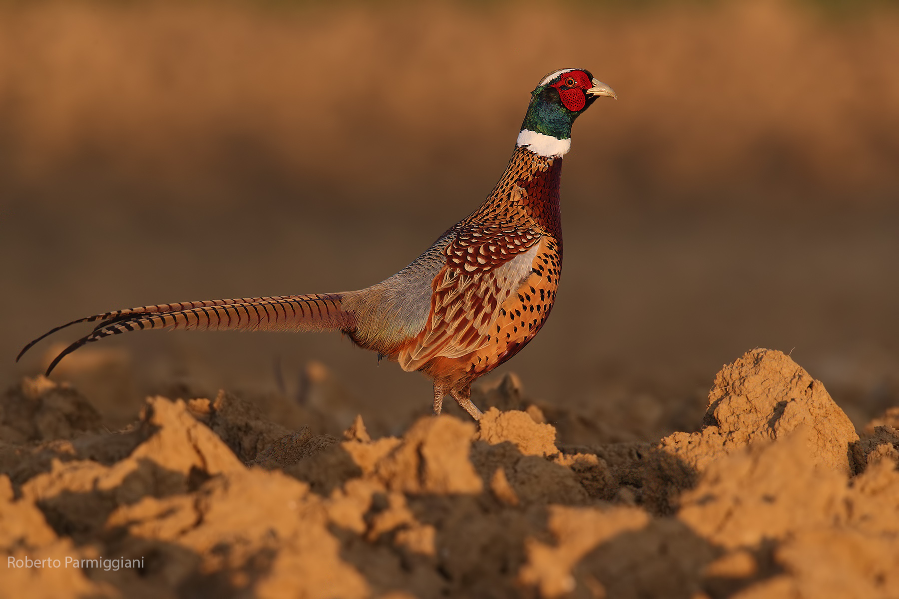 Ultima luce sulla terra arata..