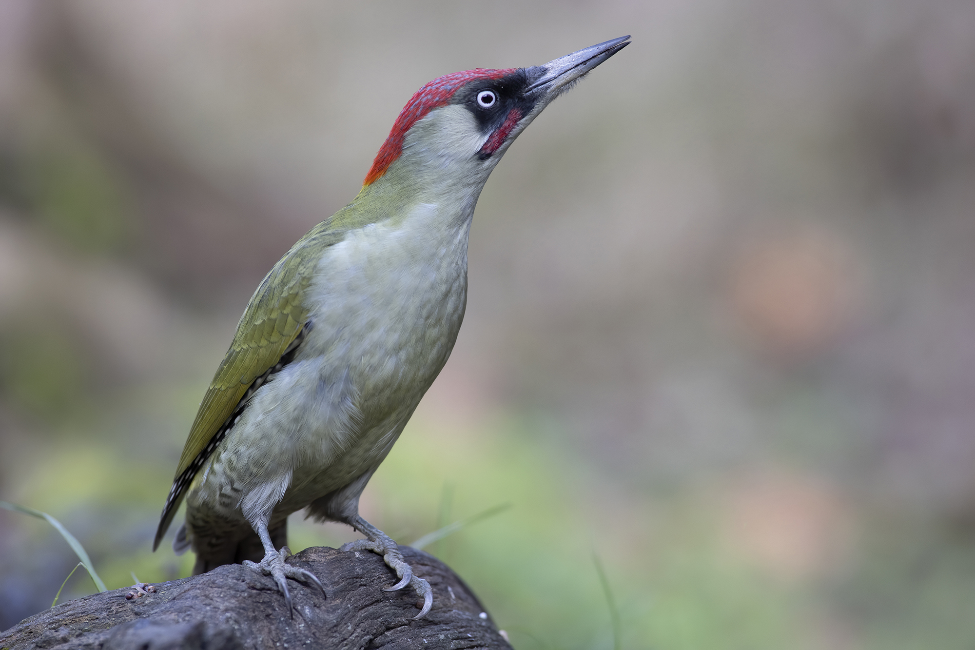 picchio verde maschio