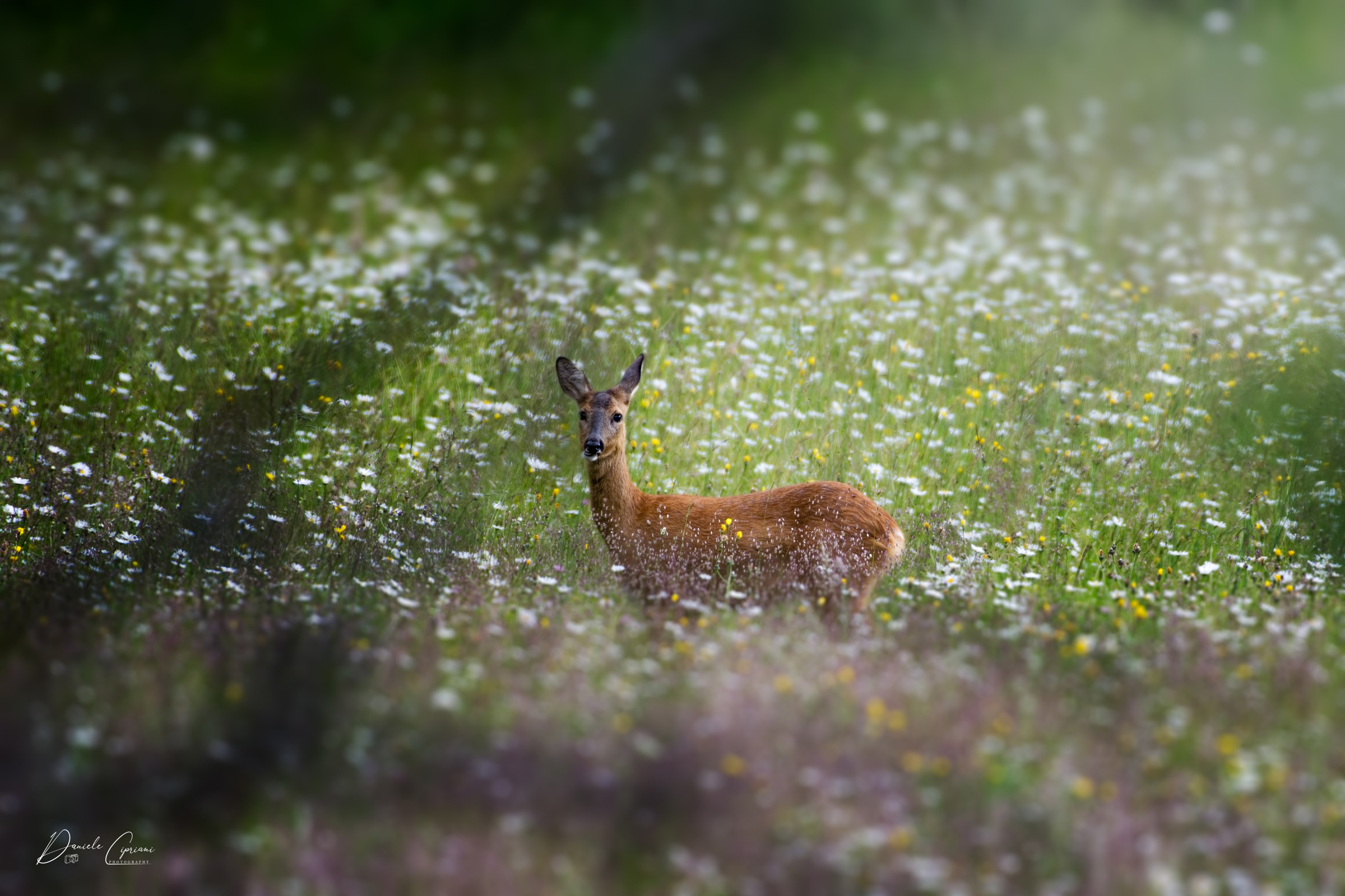 Capreolus capreolus, Roe deer!