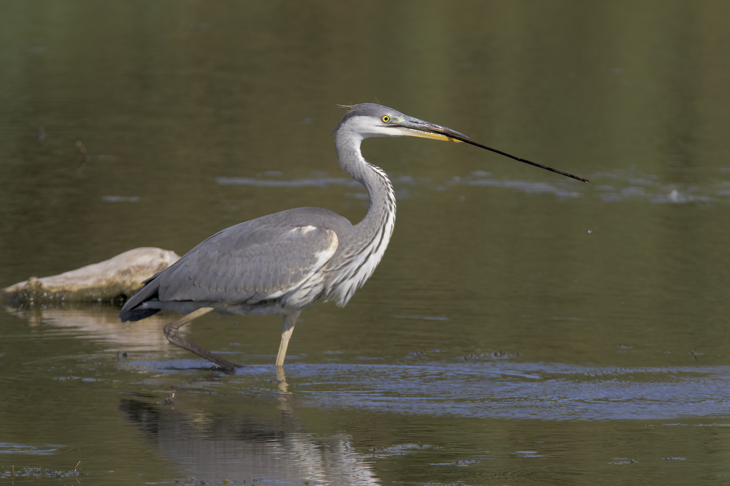 Gray heron fishing... with the barrel