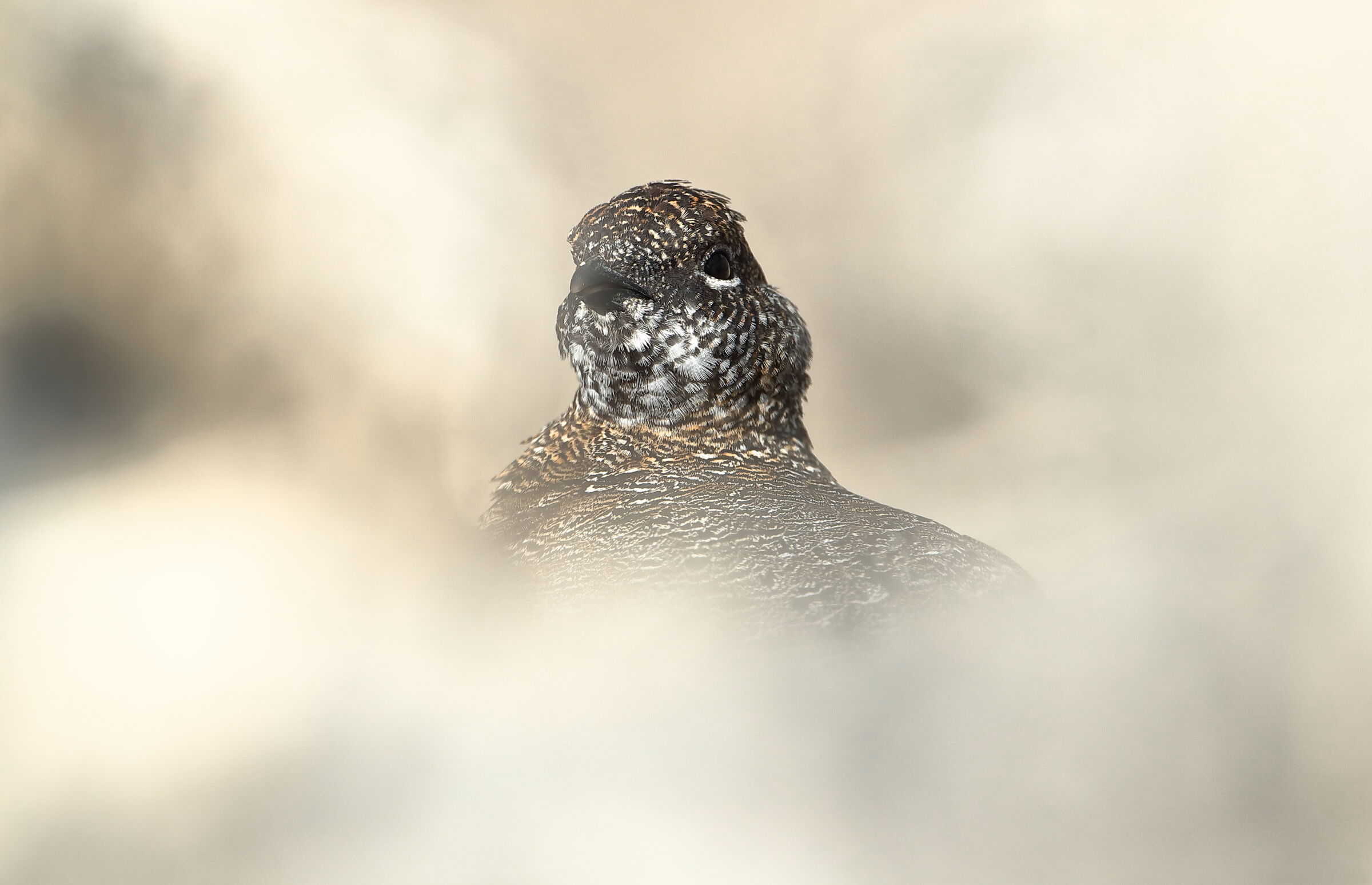 Partridge in the Clouds