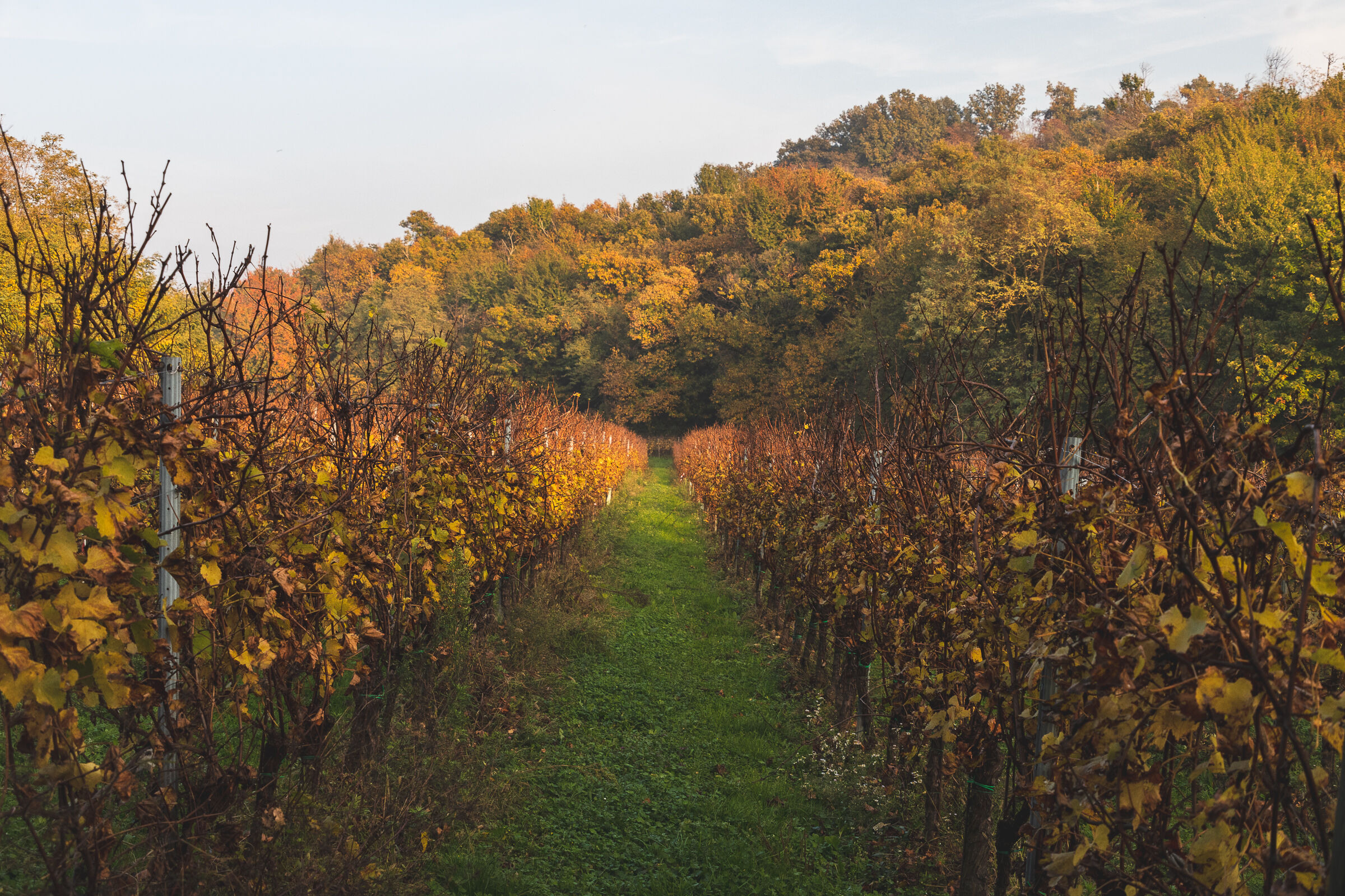 vigneti in autunno