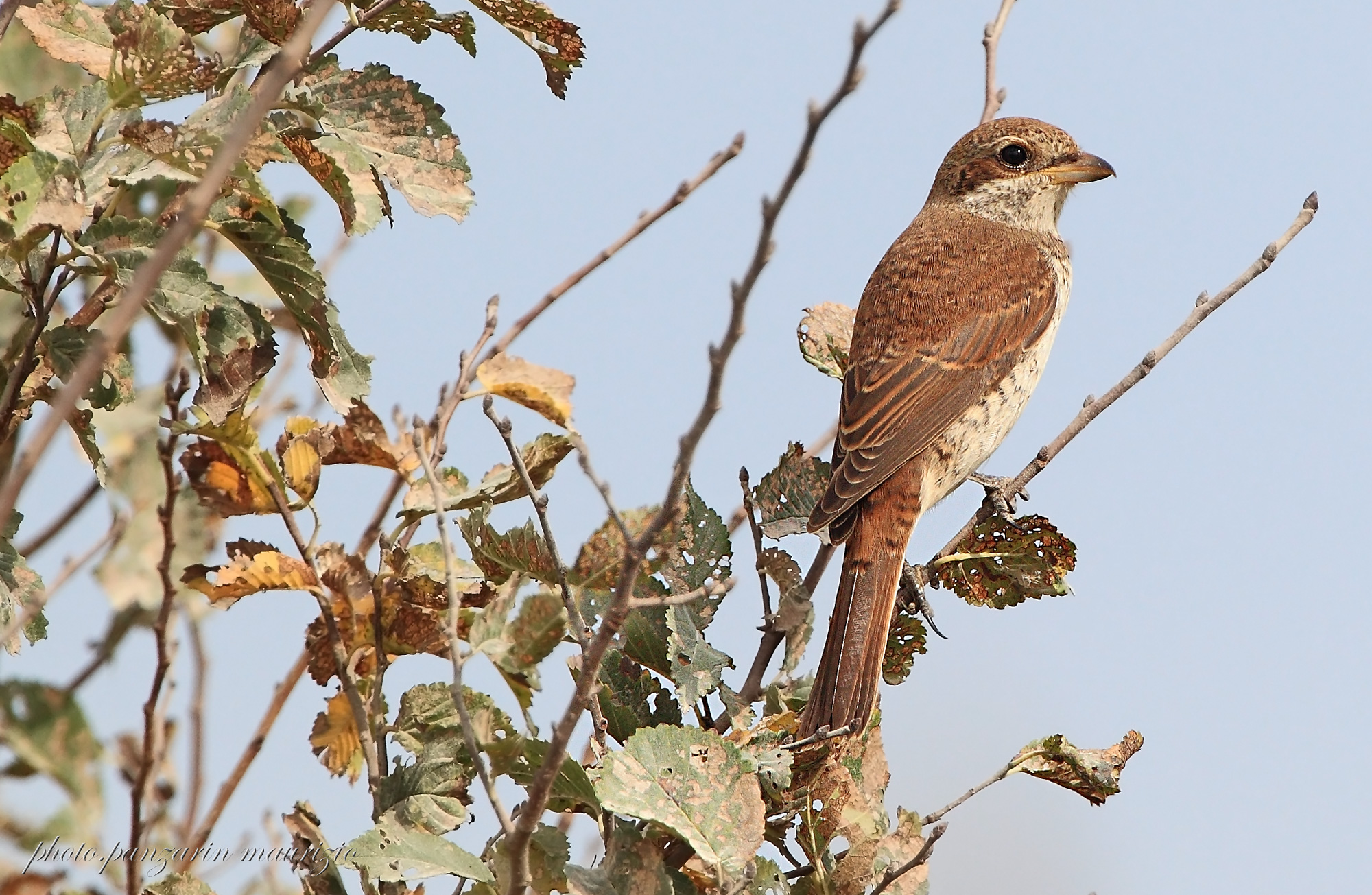 shrike