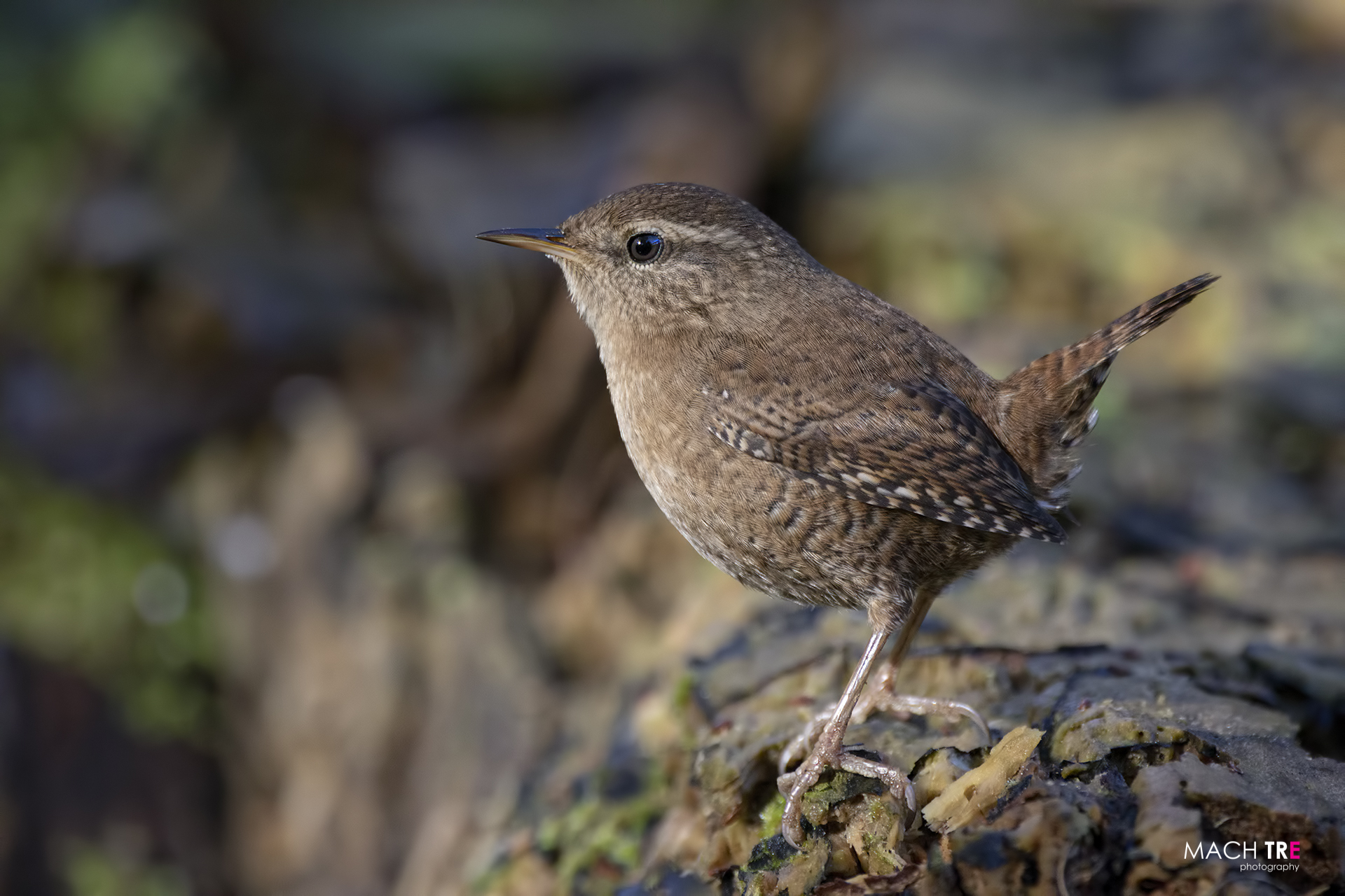 Scricciolo (Troglodytes troglodytes)
