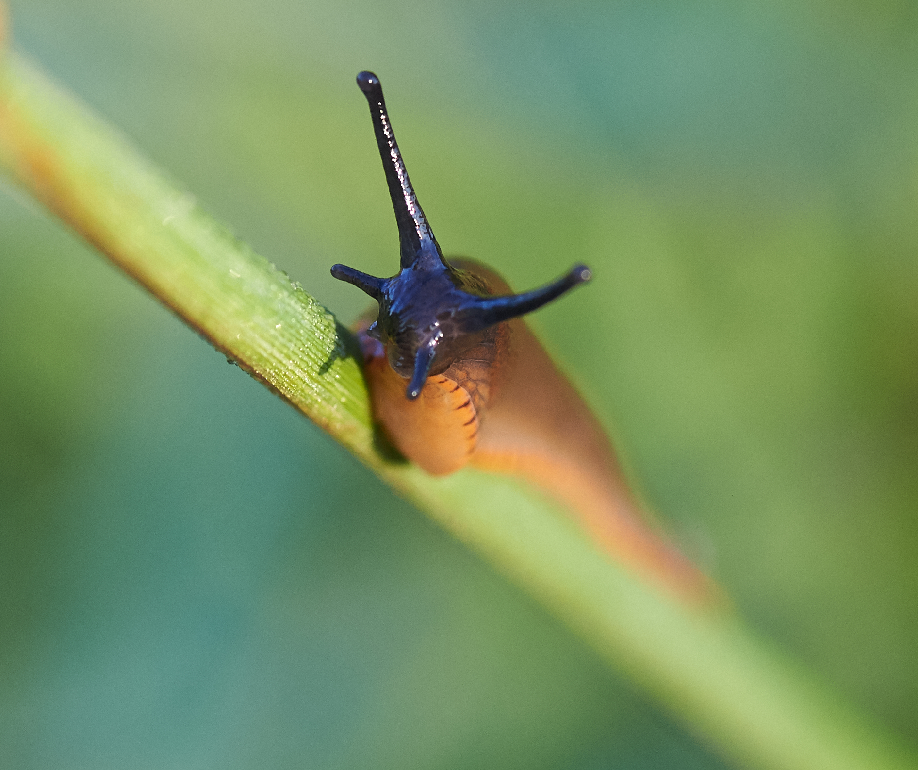 Lumaca