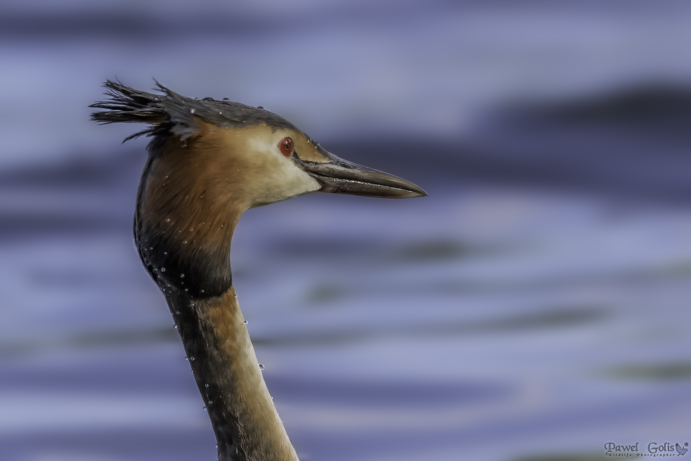 Grande Crested Grebe (Podiceps cristatus)