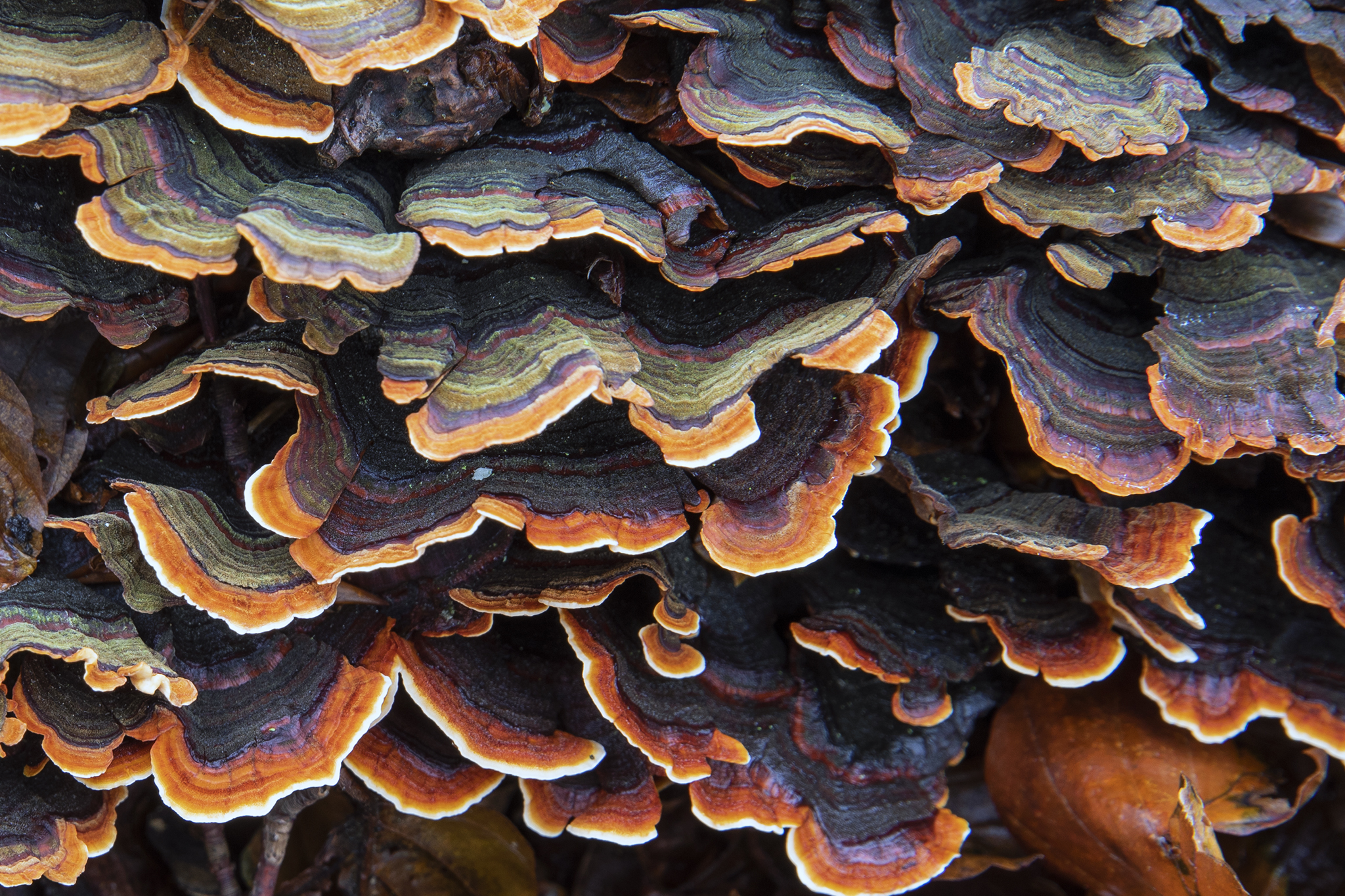 "Texture" (mushrooms)