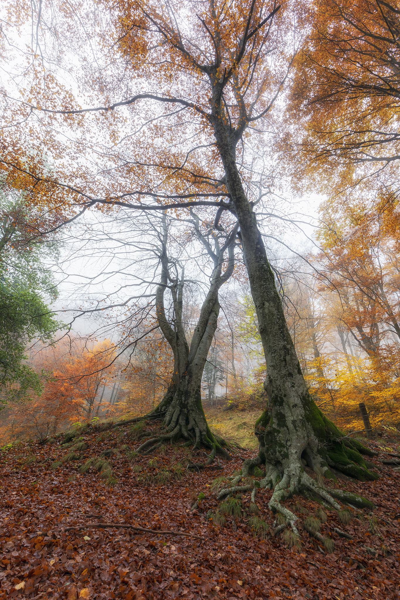 "Autumn magic"