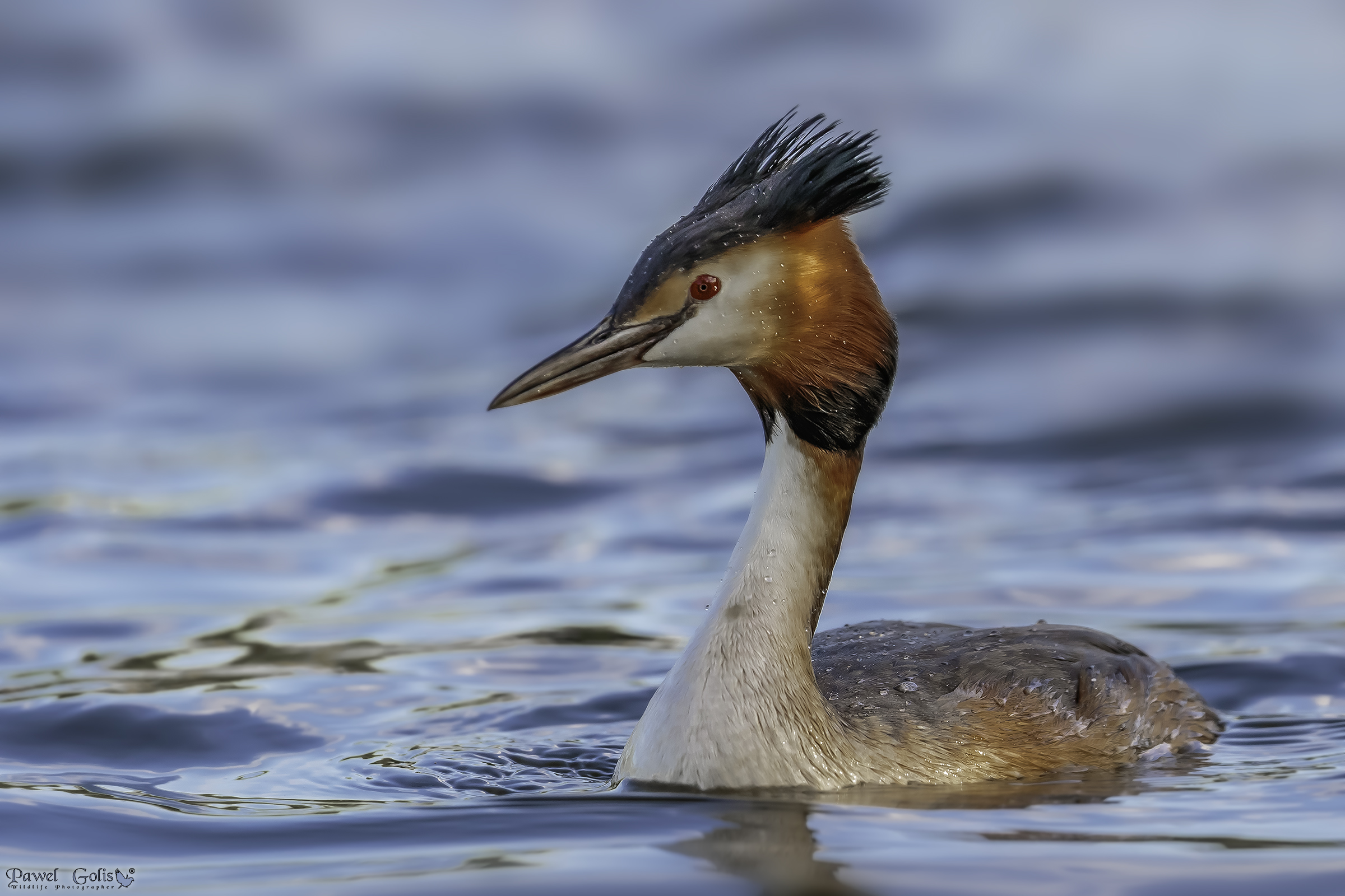 Grande Crested Grebe (Podiceps cristatus)