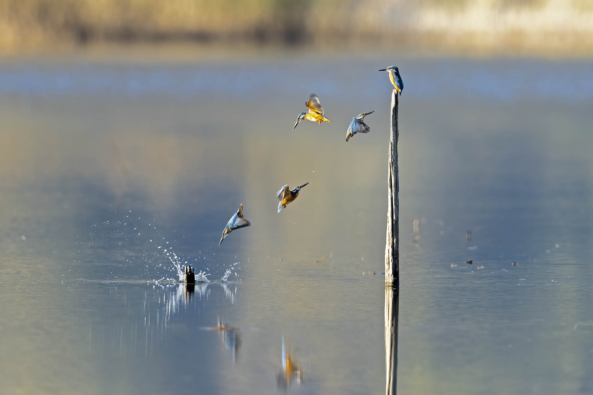 Martin pescatore - Sequenza azione di pesca