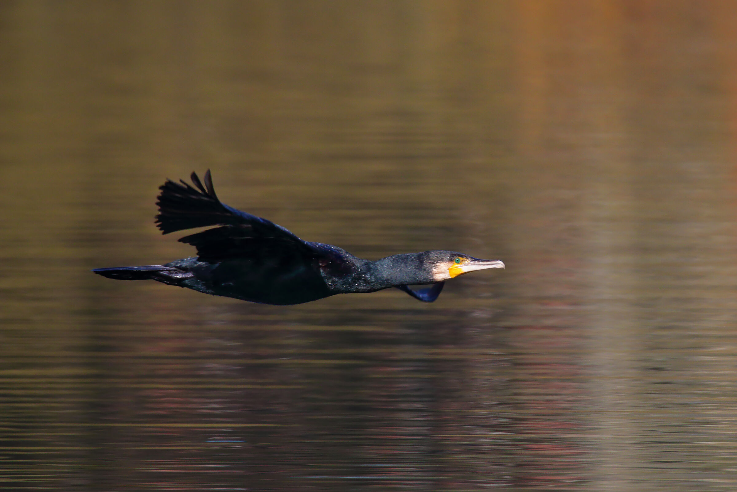 cormorano