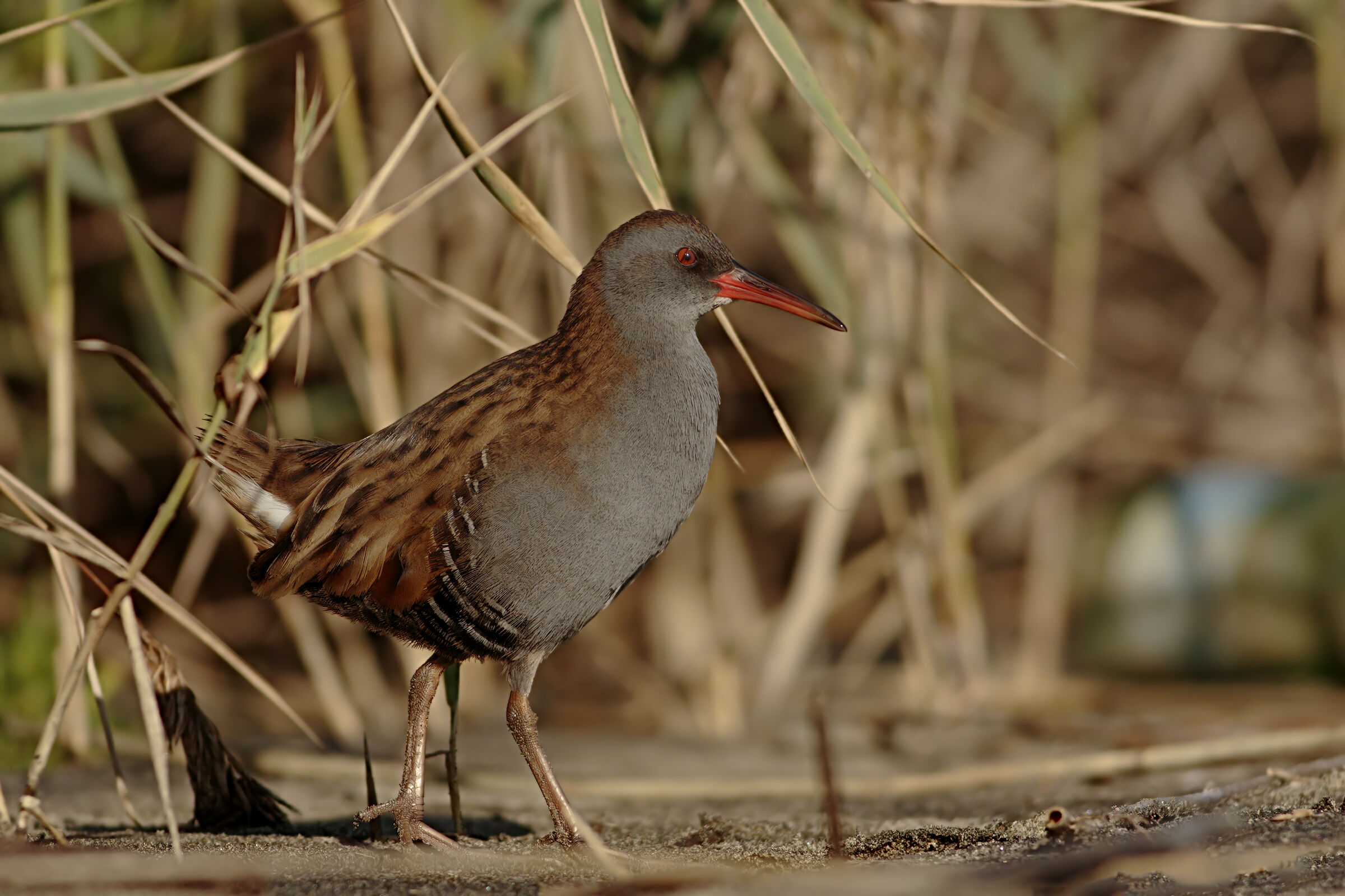 Porciglione ambientato
